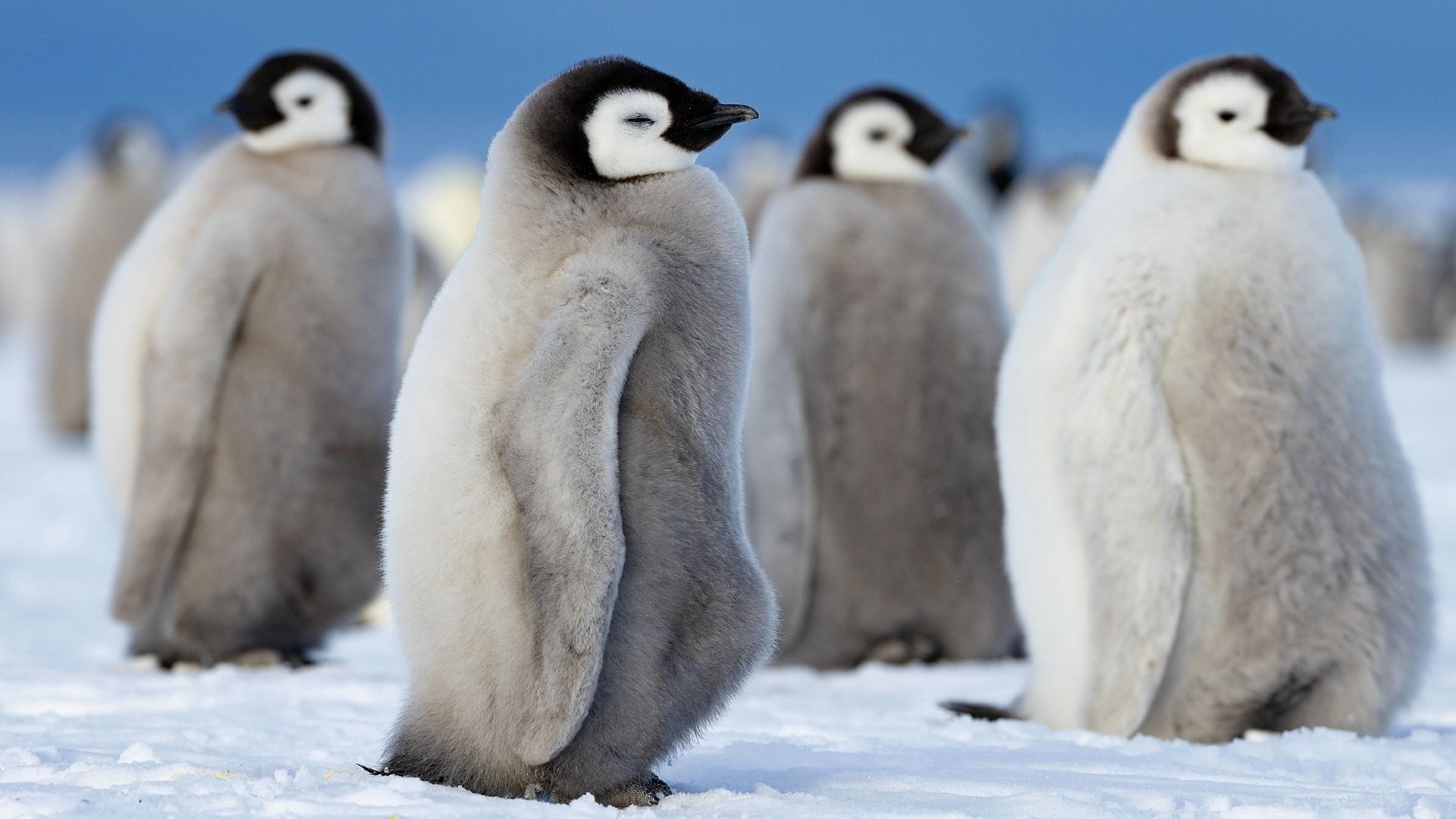 Secrets of the Penguins background