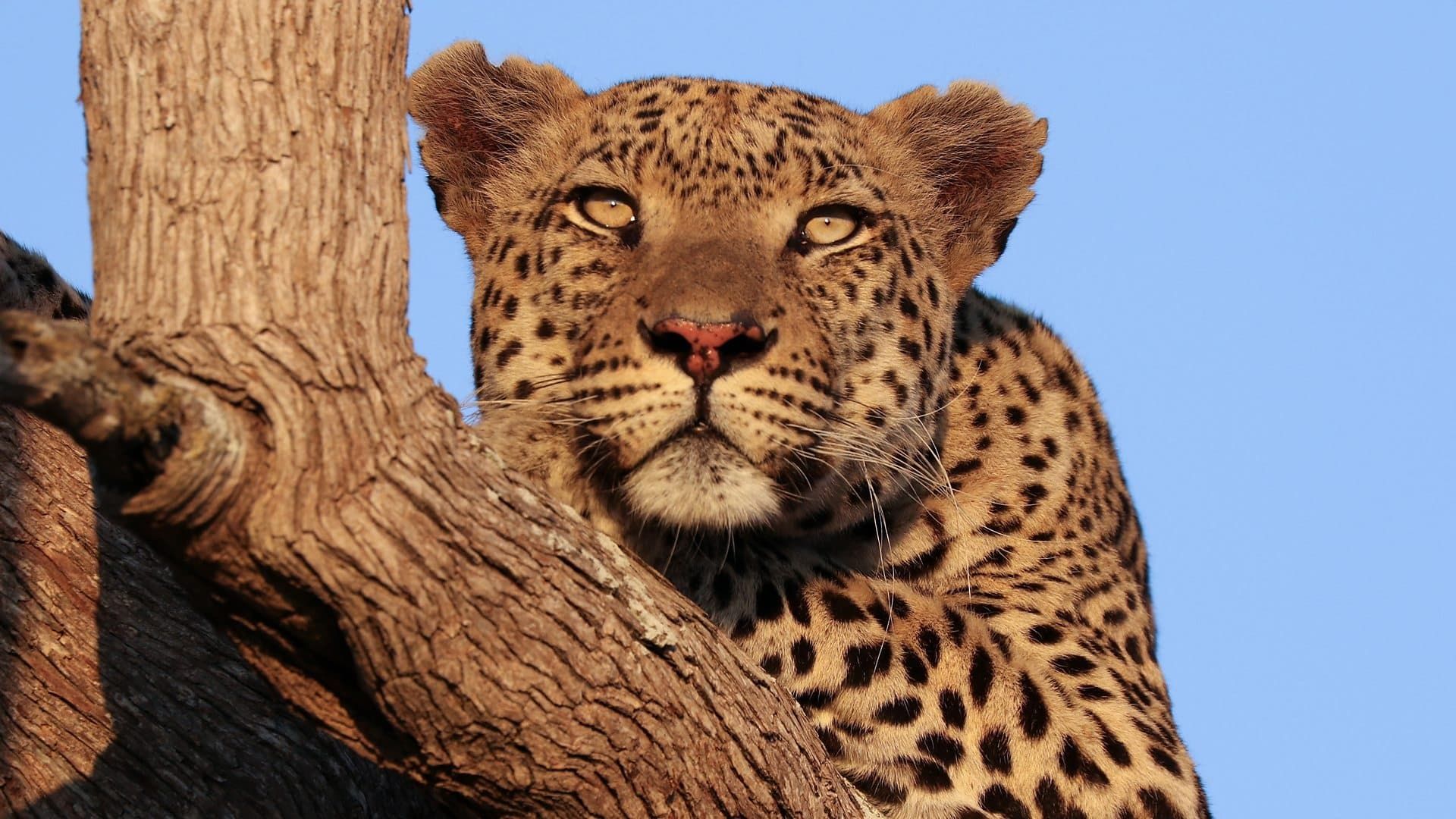 Big Cats 24/7 background