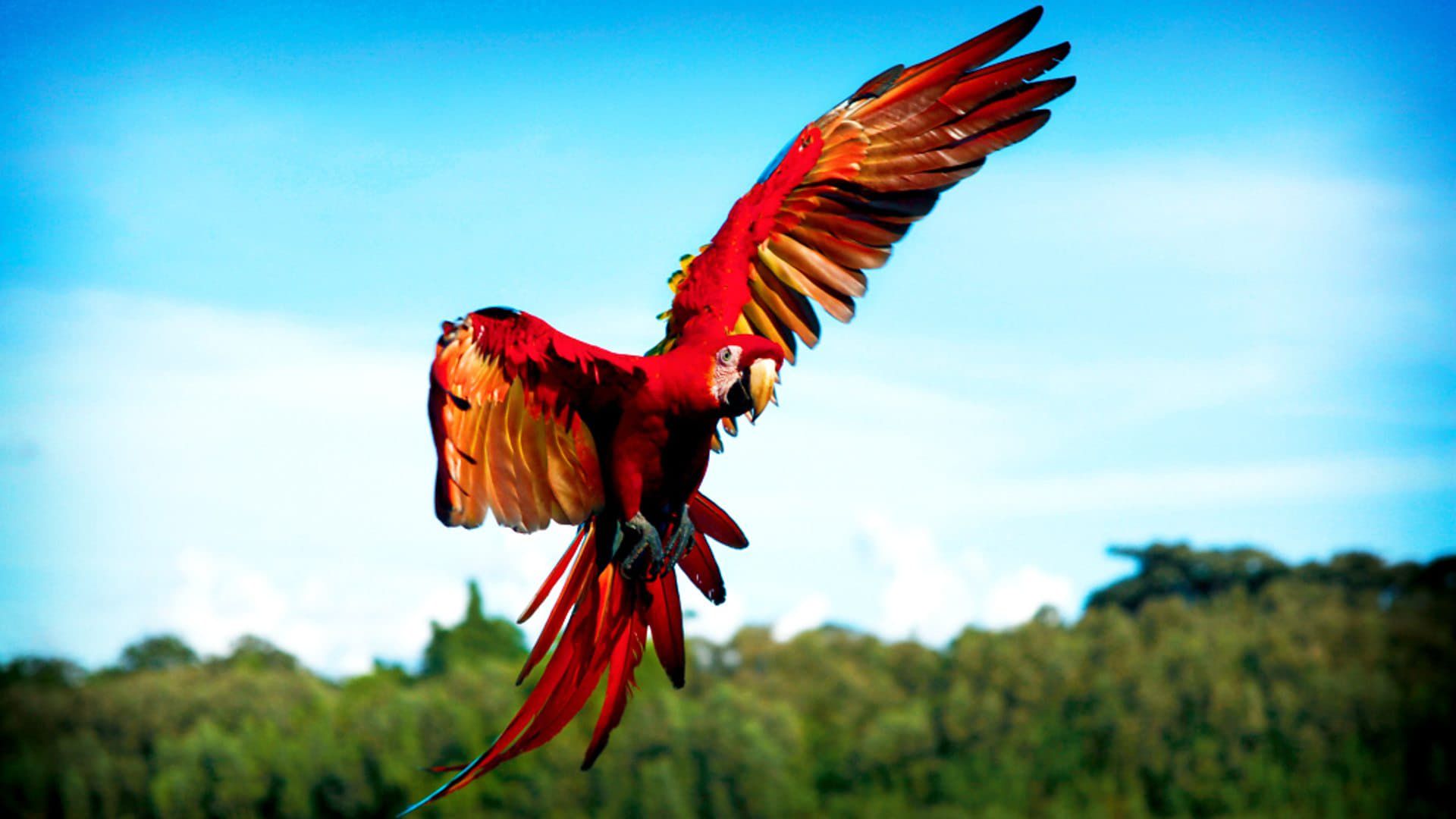 Earthflight background