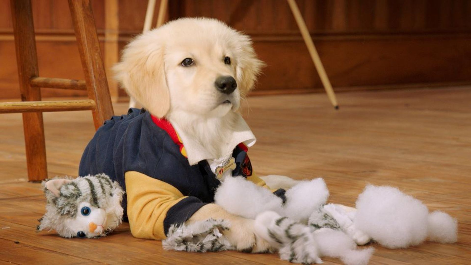 Pup Academy background