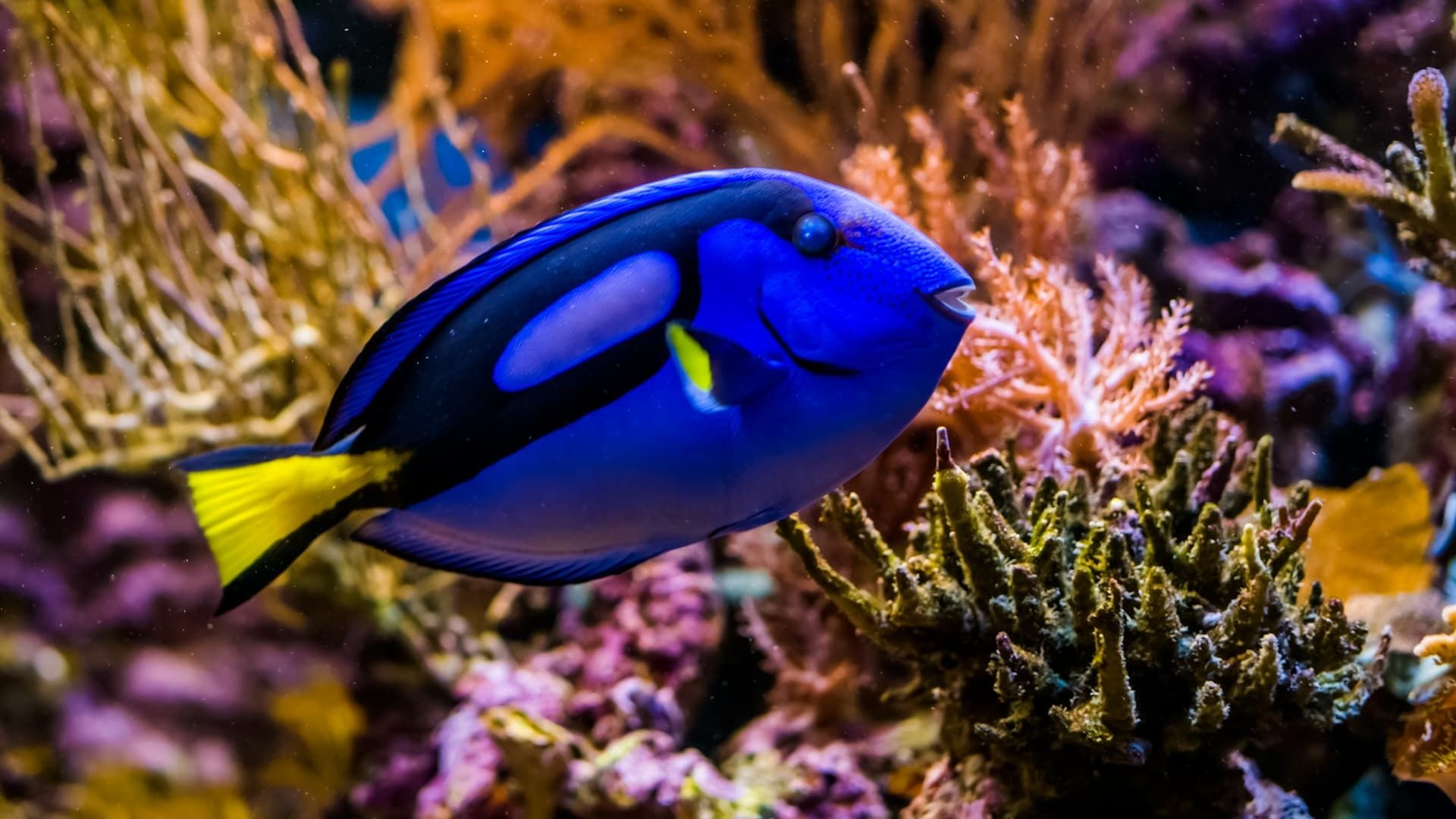 Reef School background