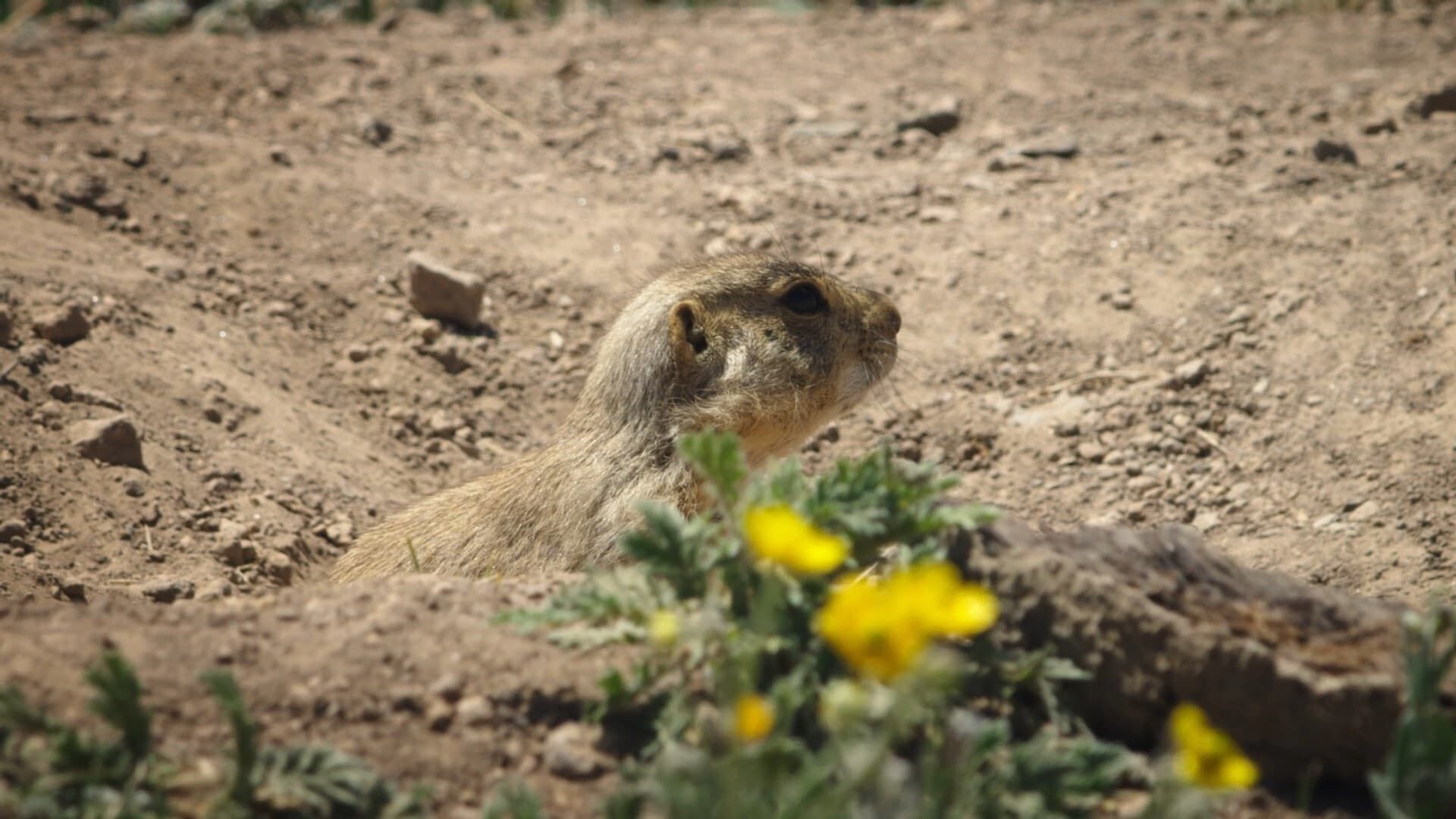 Prairie Dog Manor background