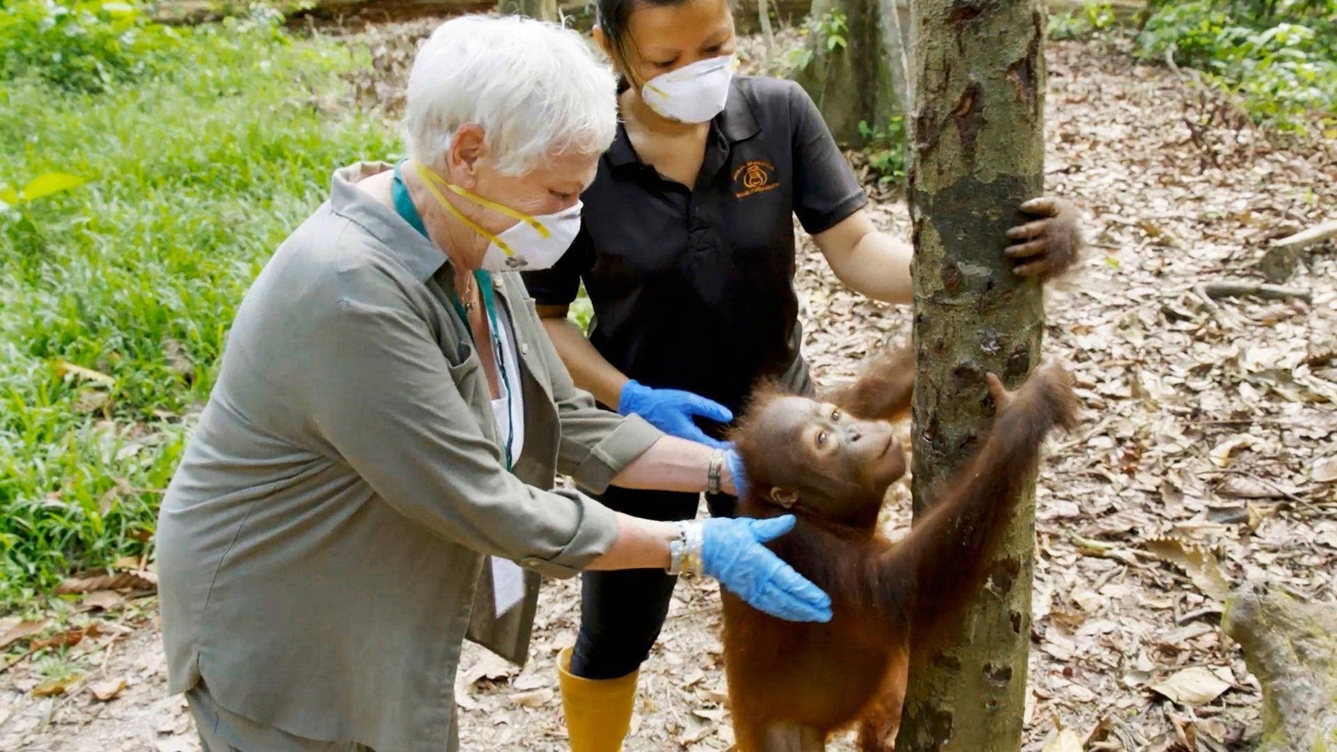Judi Dench's Wild Borneo Adventure background