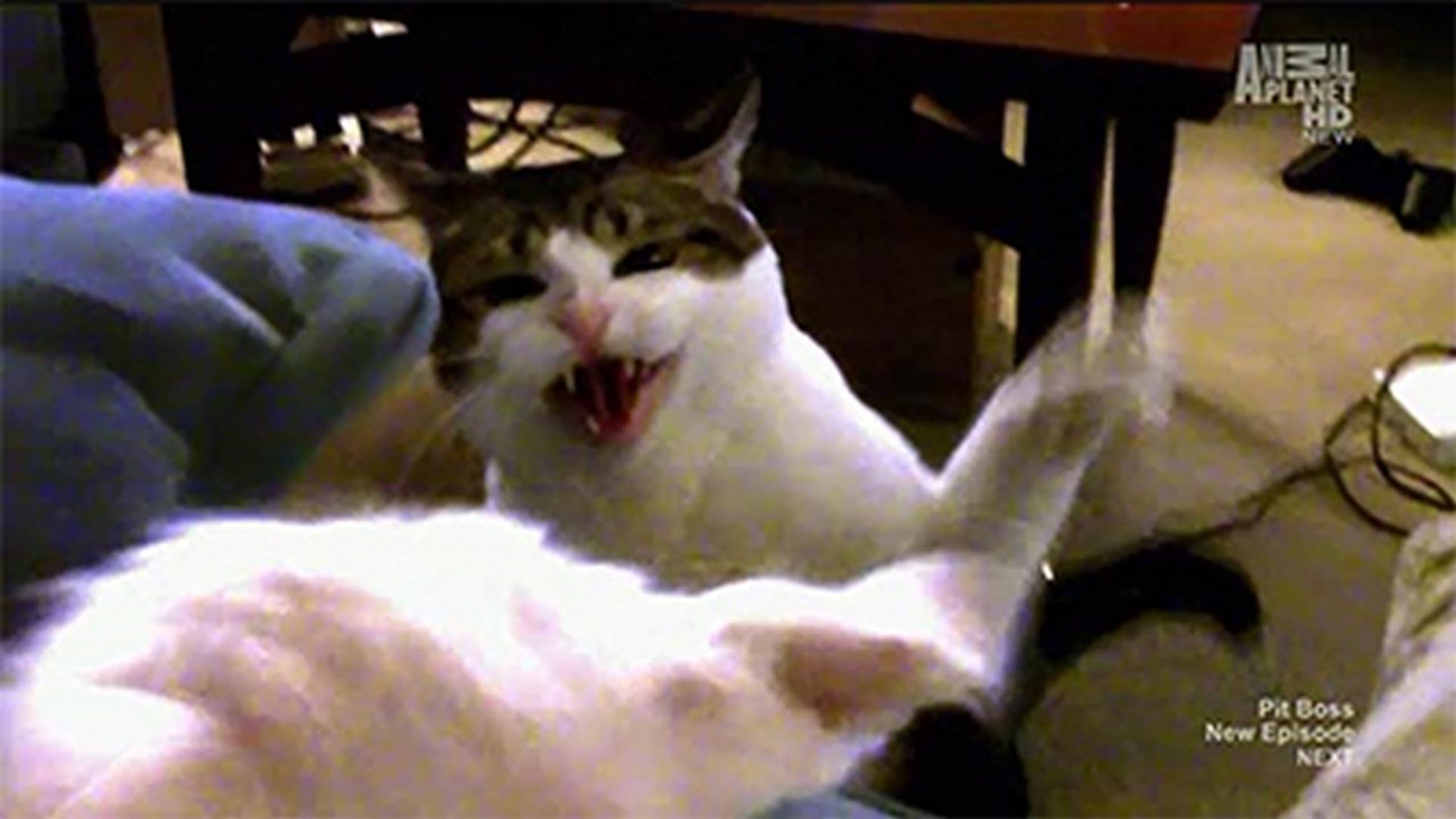 My Cat from Hell background