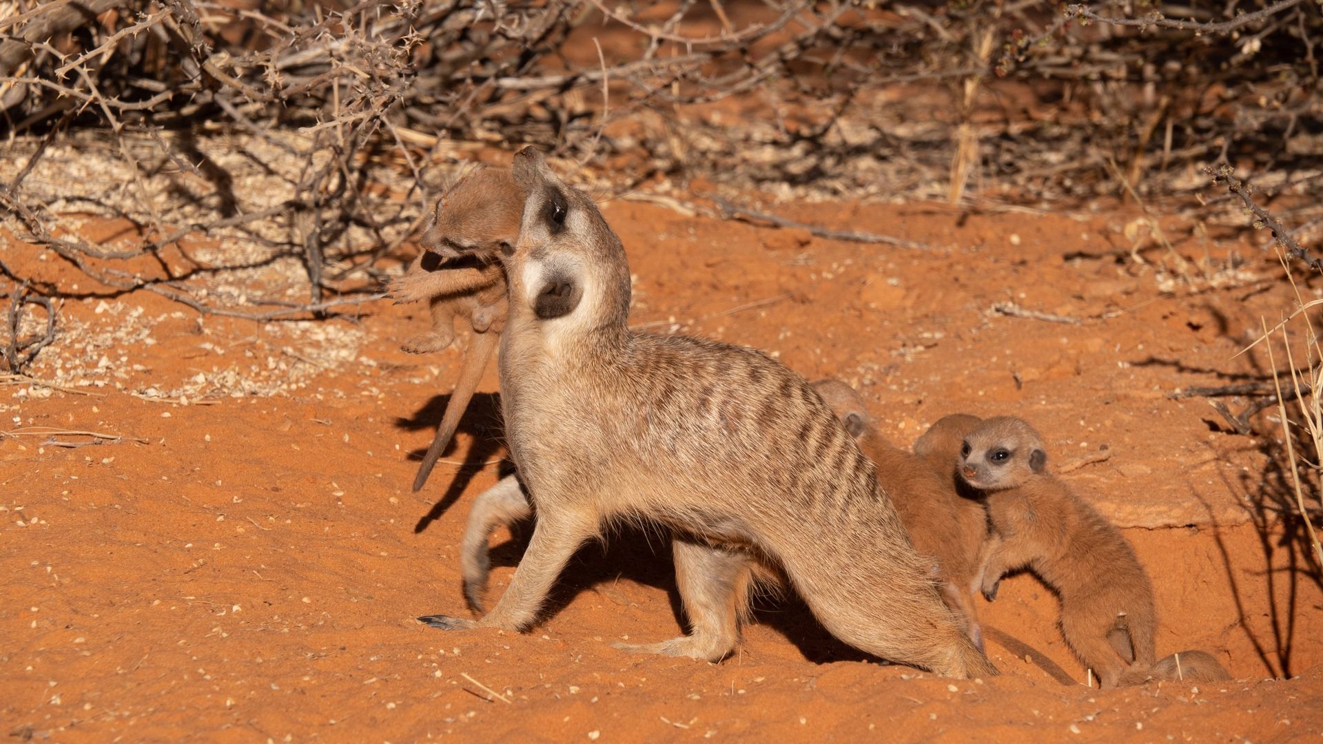 Meet the Meerkats background