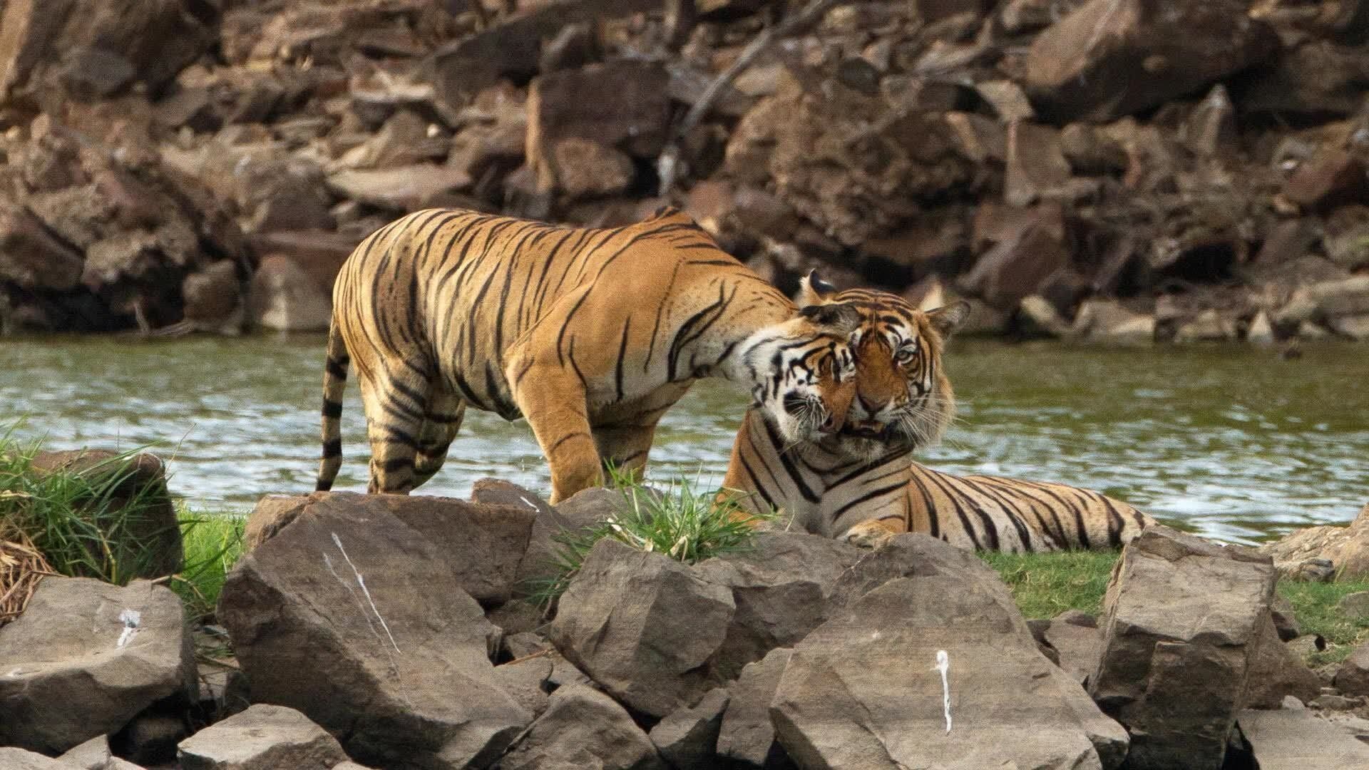 Into the Wild: India background