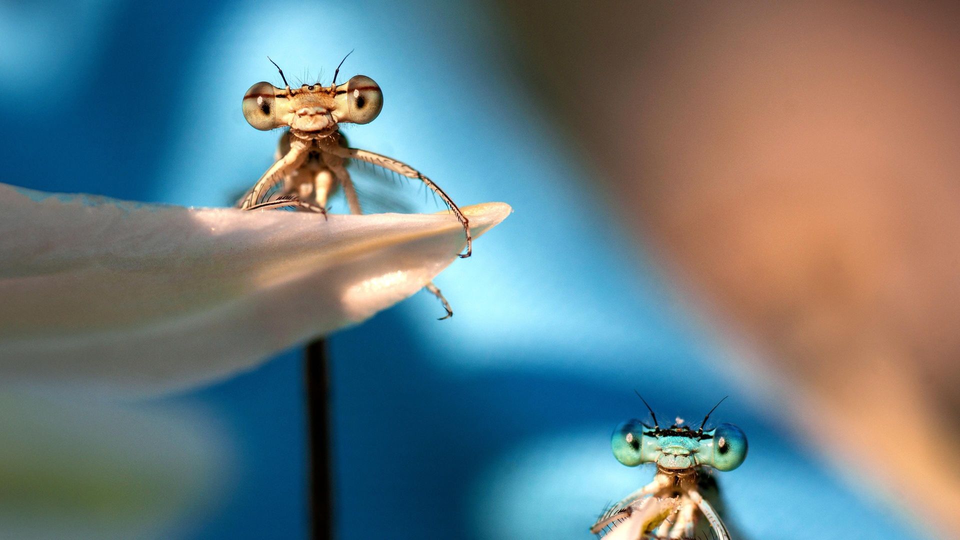 A Real Bug's Life background