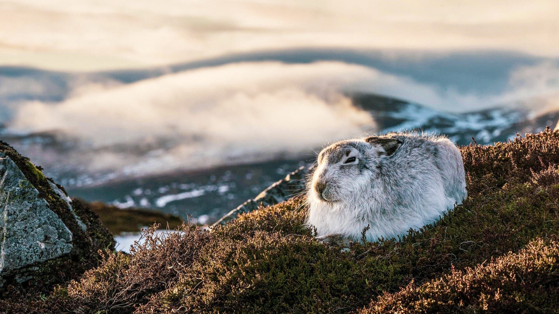 Scotland: A Wild Year background