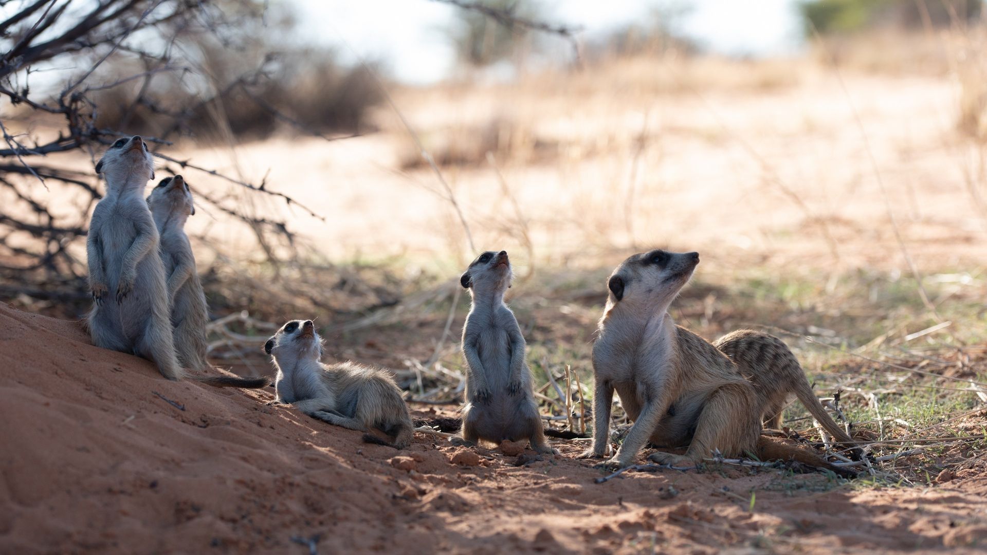 Meet the Meerkats background