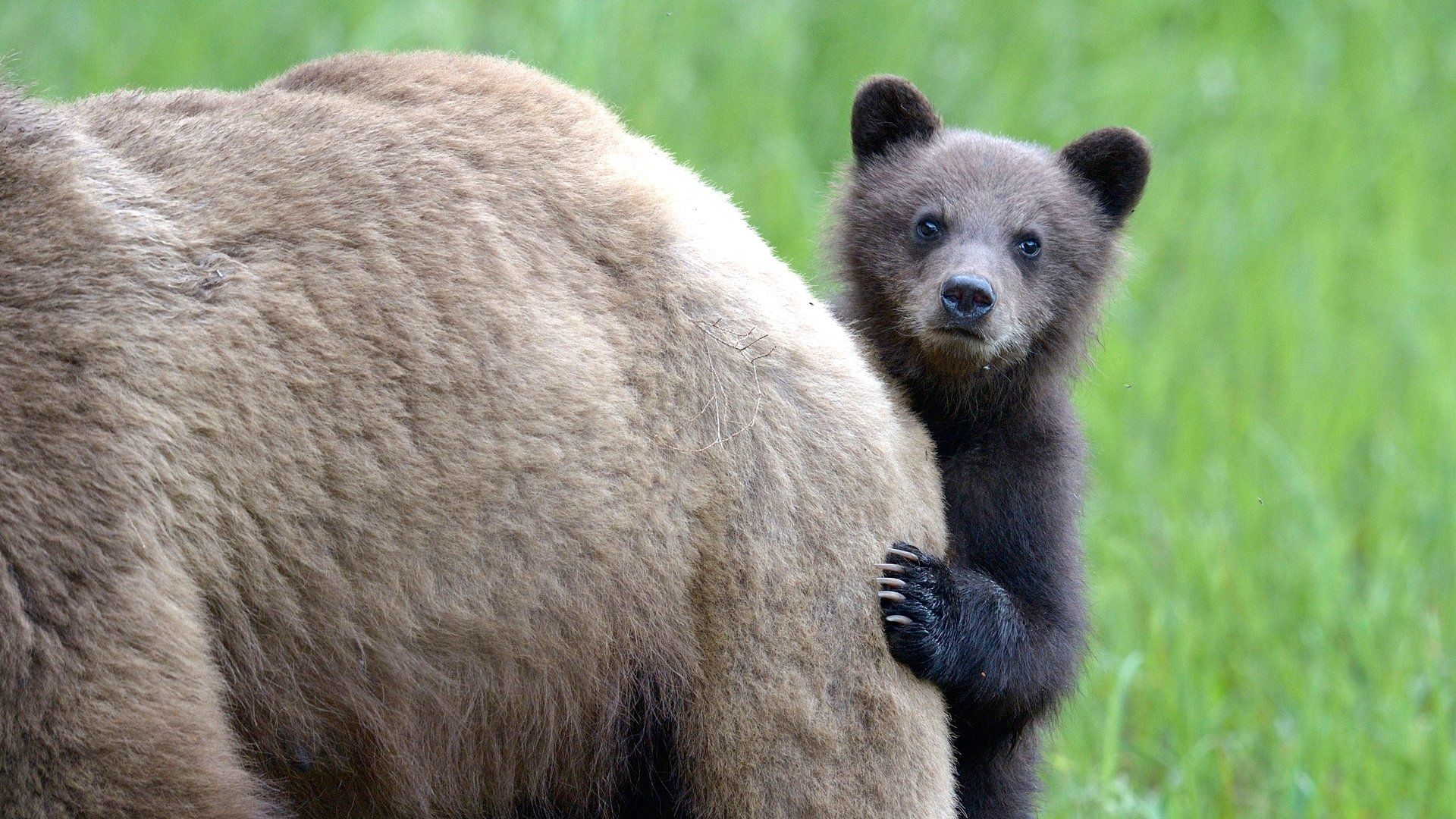 Animal Babies background