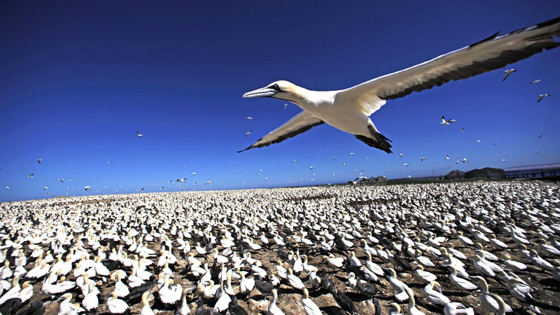 Earthflight background