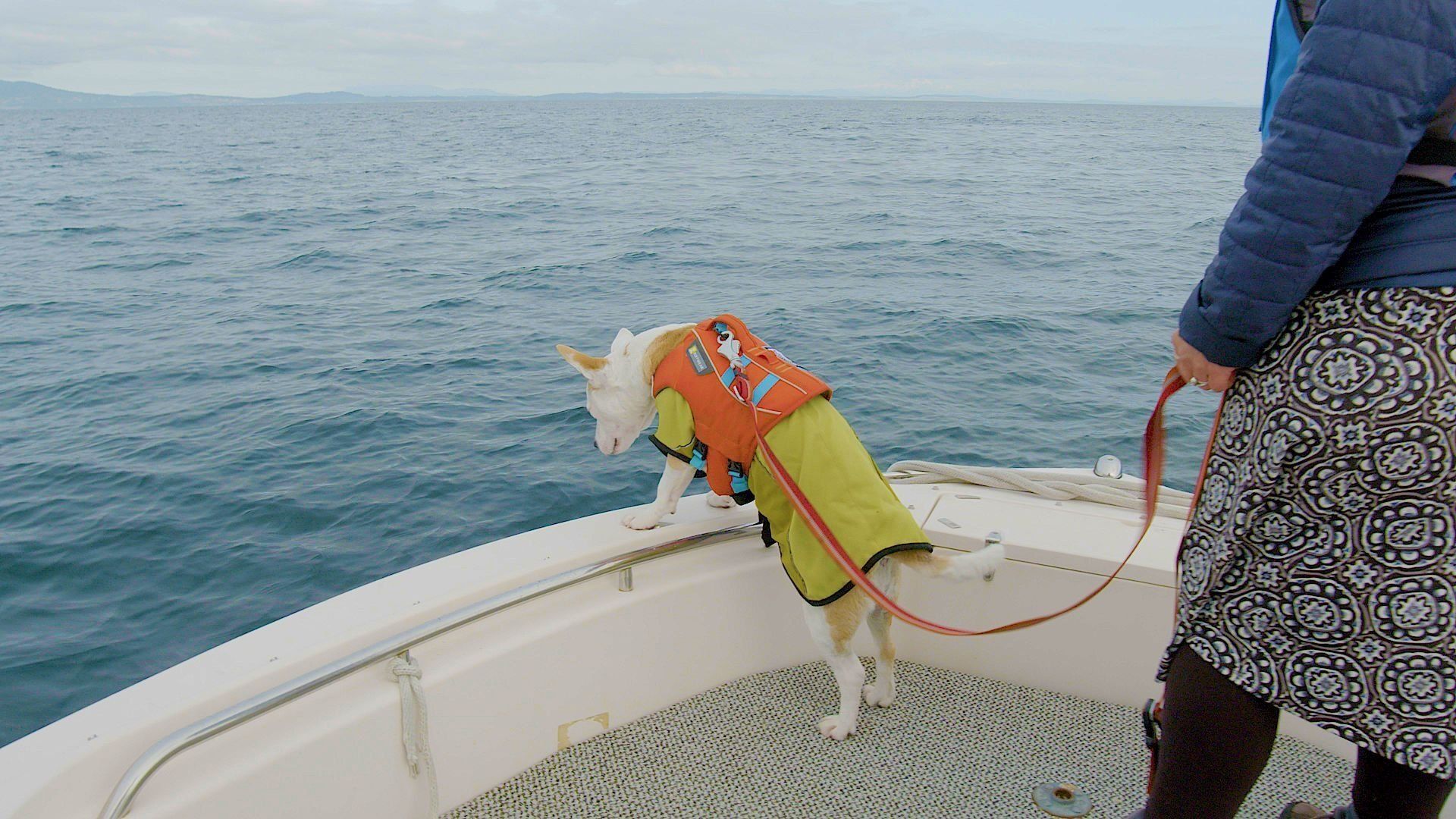 It's A Dog's Life background