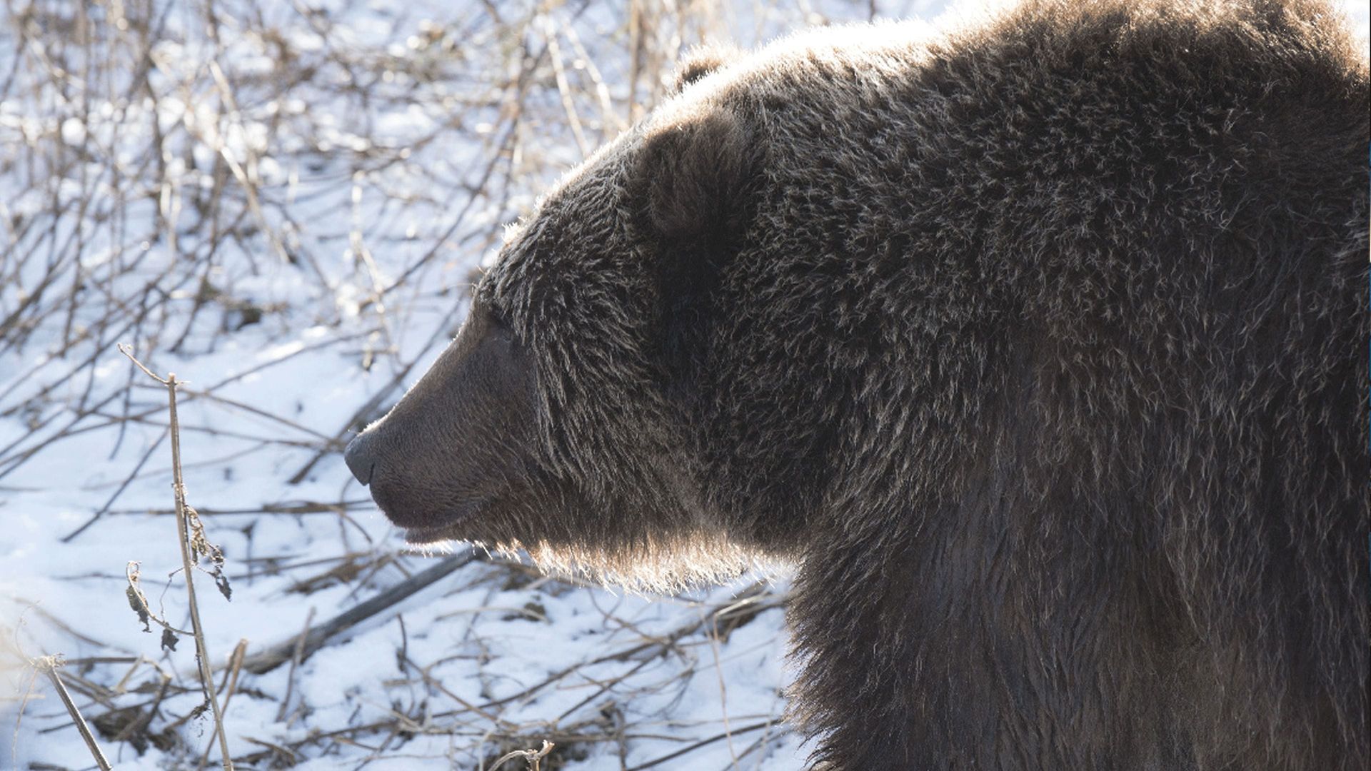 Alaska's Grizzly Gauntlet background