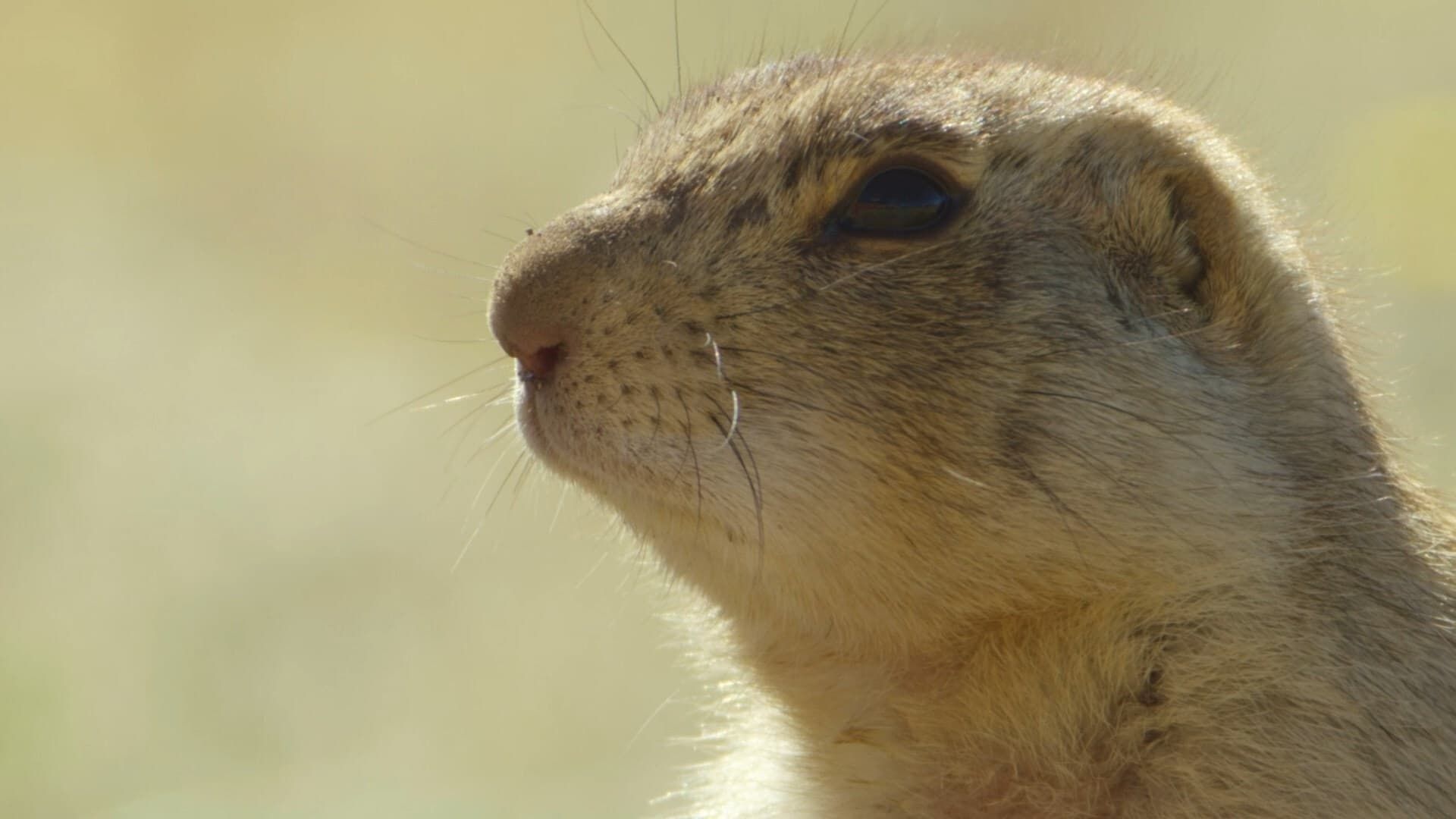 Prairie Dog Manor background