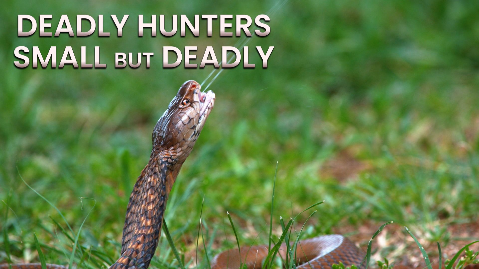 Deadly Hunters background