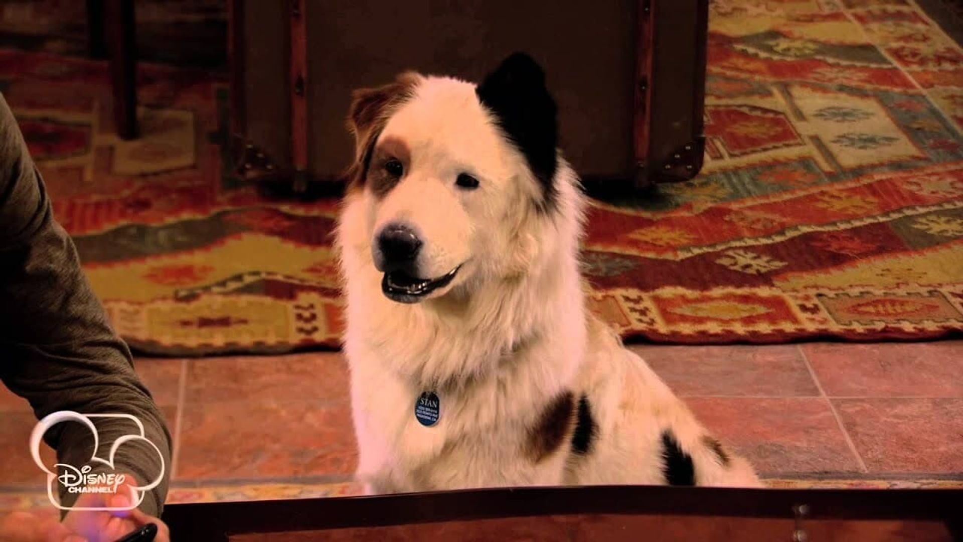 Dog with a Blog background