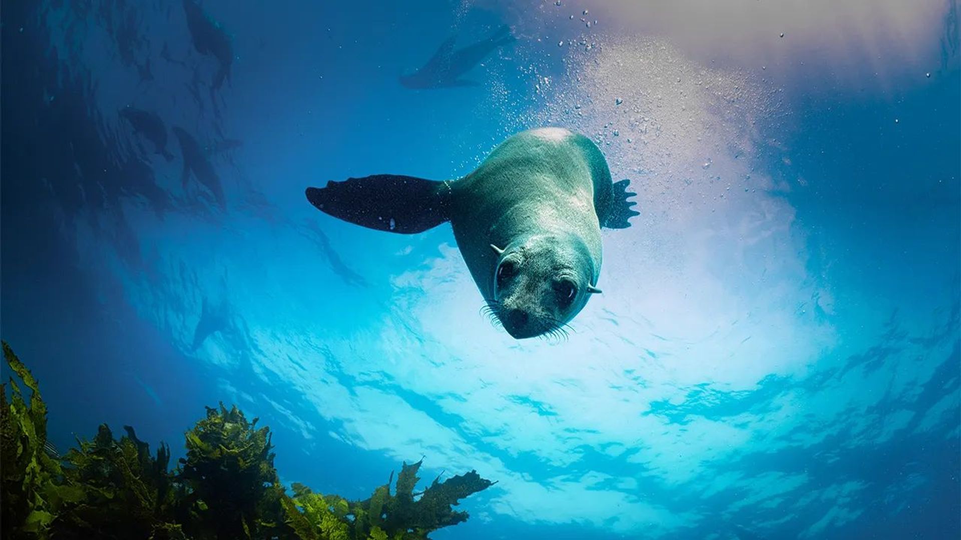 Australia's Ocean Odyssey background