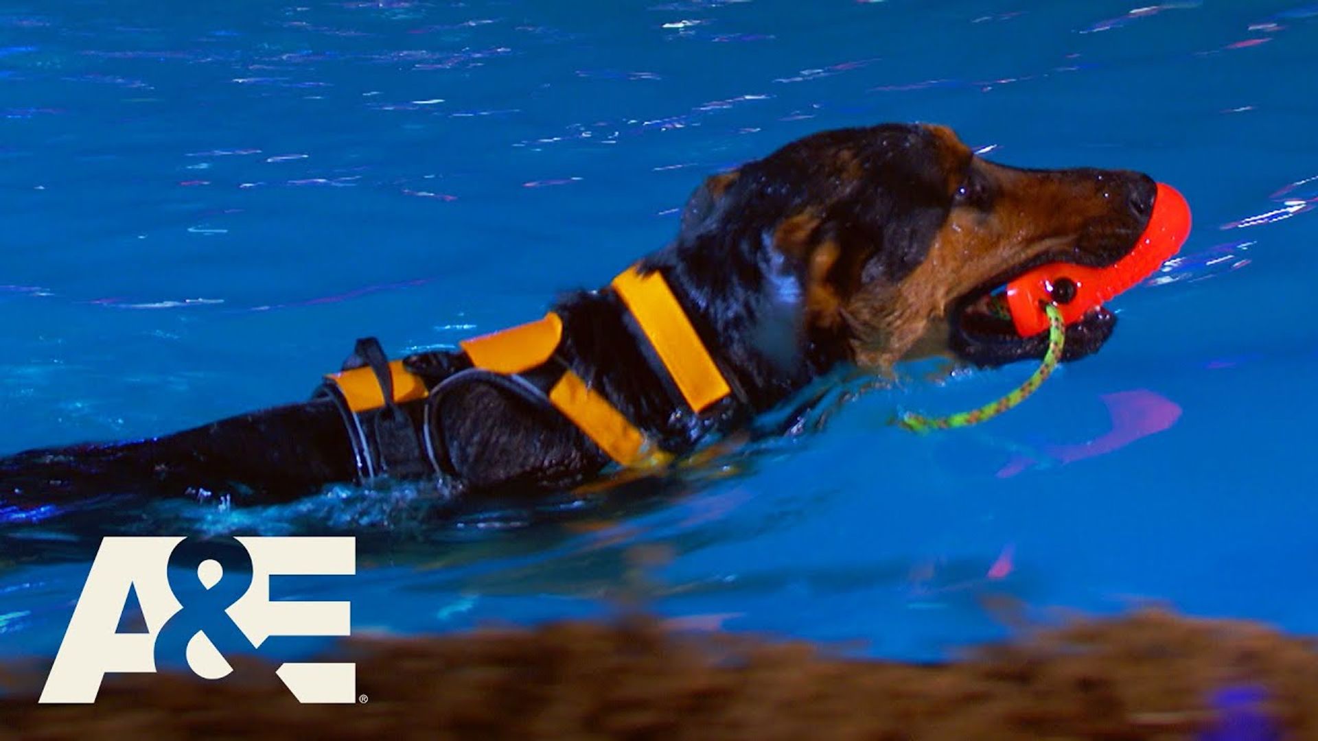 America's Top Dog background