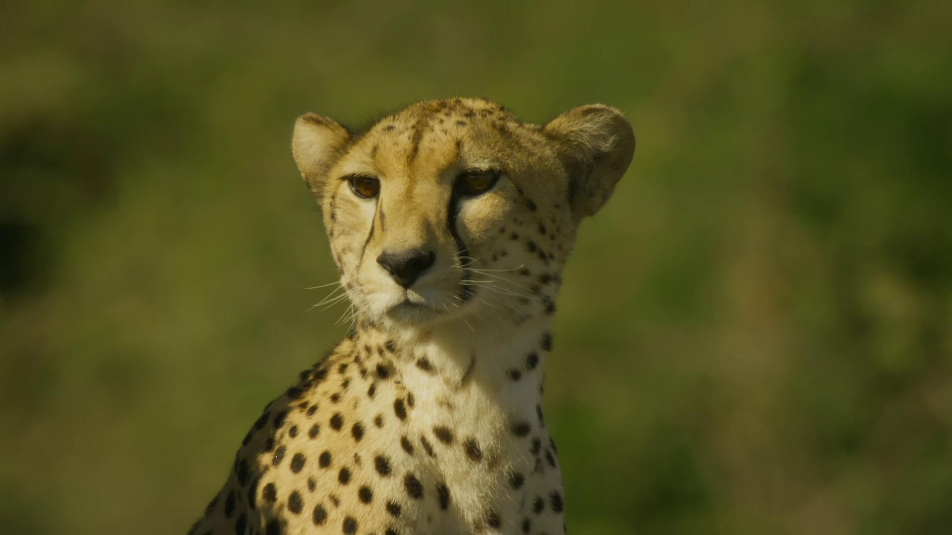 Serengeti background