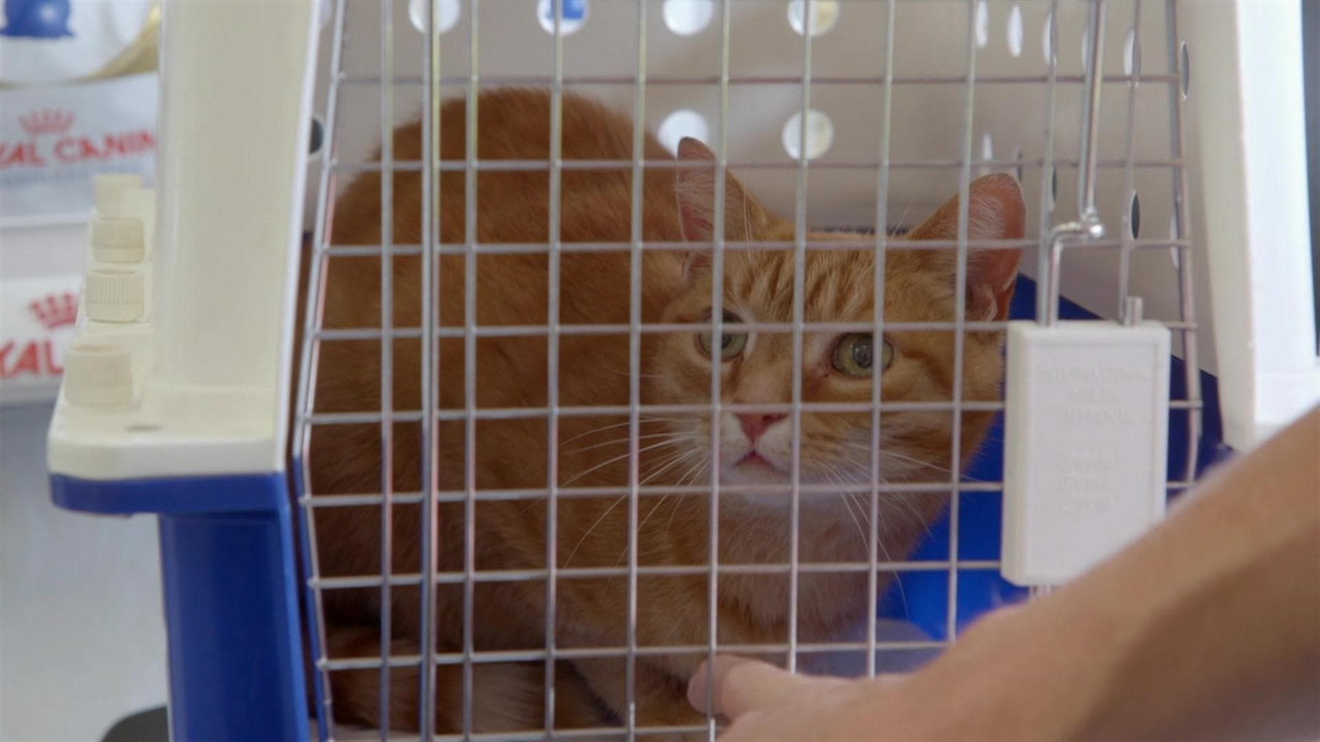 Bondi Vet: Coast to Coast background