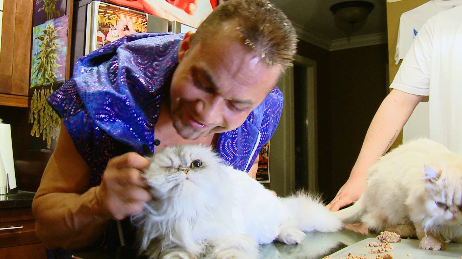 Dangerous Breed: Crime. Cons. Cats. background