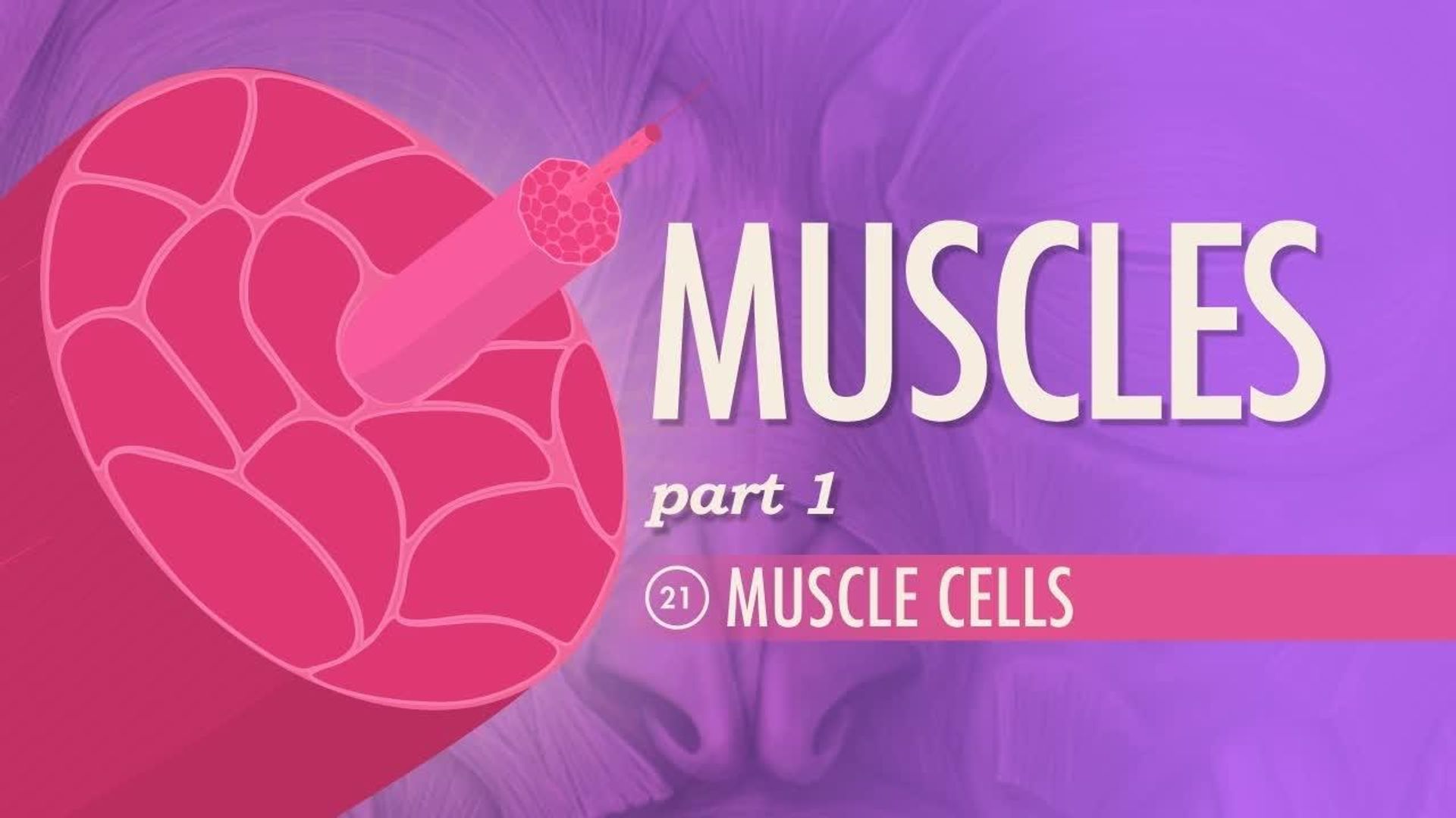 Crash Course: Anatomy & Physiology background