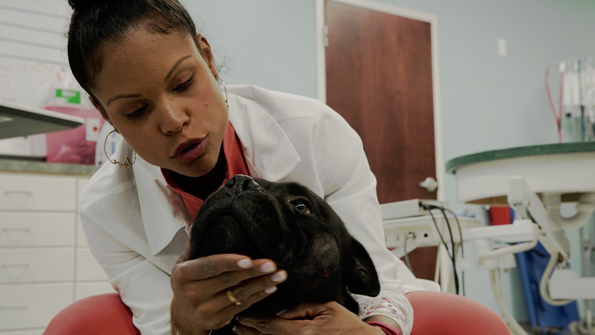 Pop Goes the Vet with Dr. Joya background