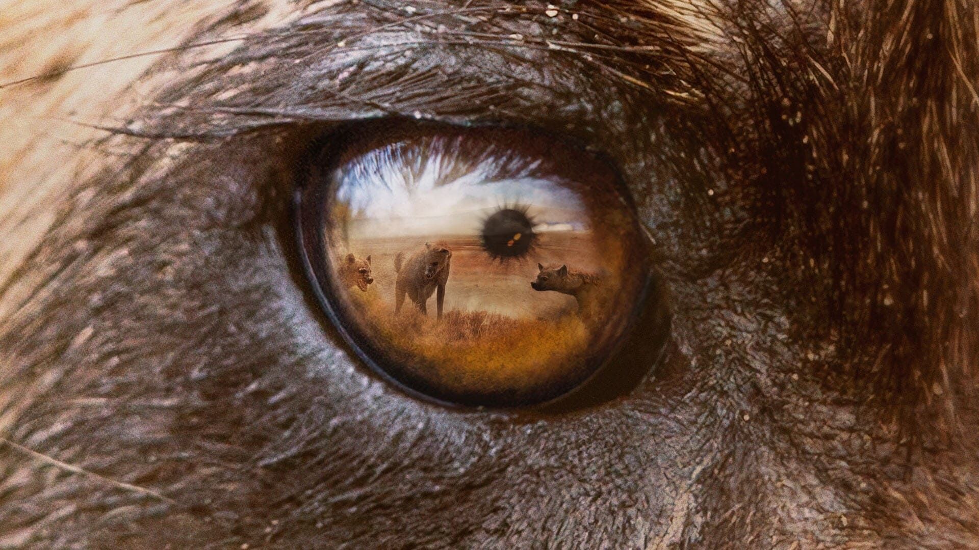 Predators background