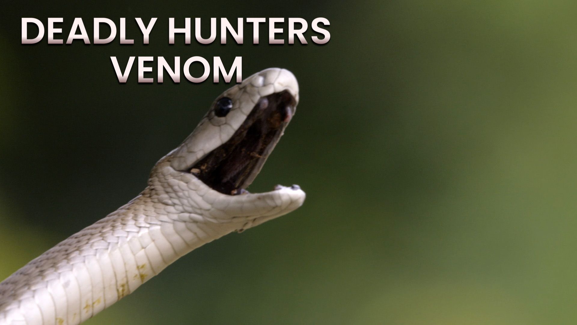 Deadly Hunters background