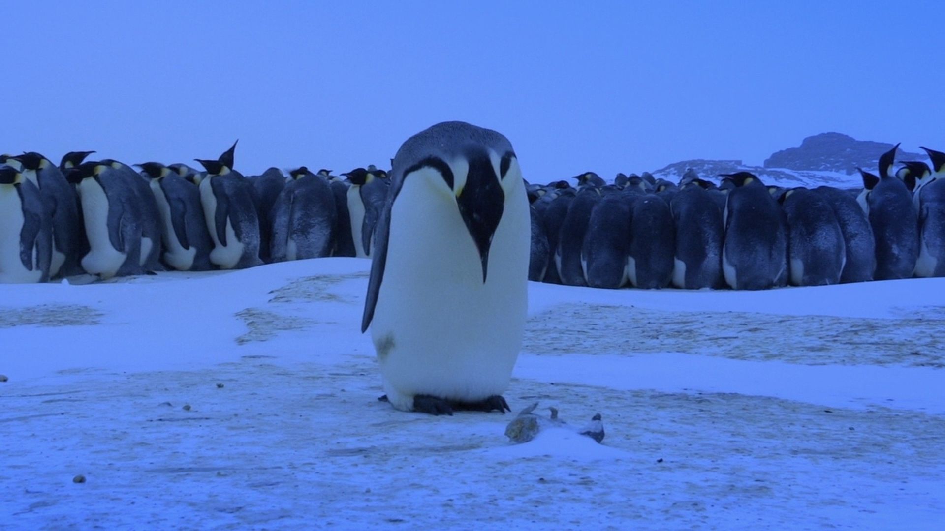 Penguins: Spy in the Huddle background