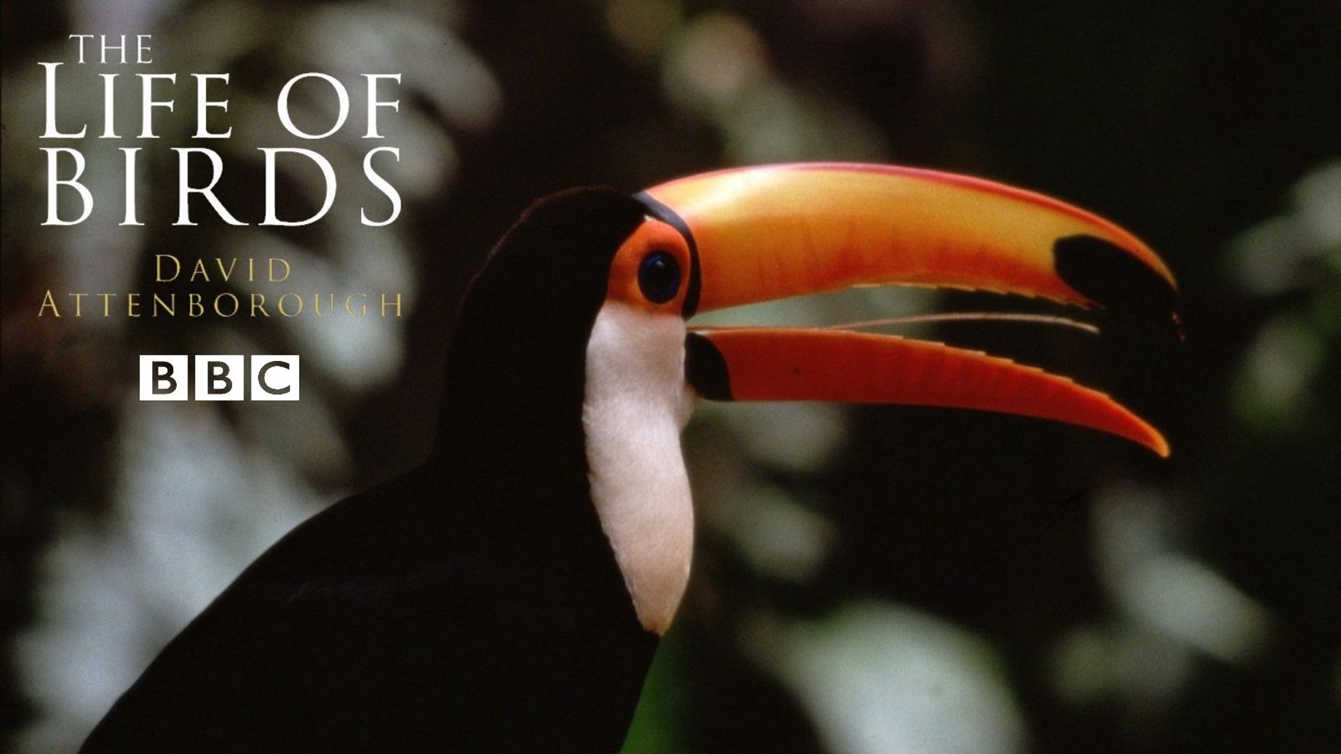 The Life of Birds background