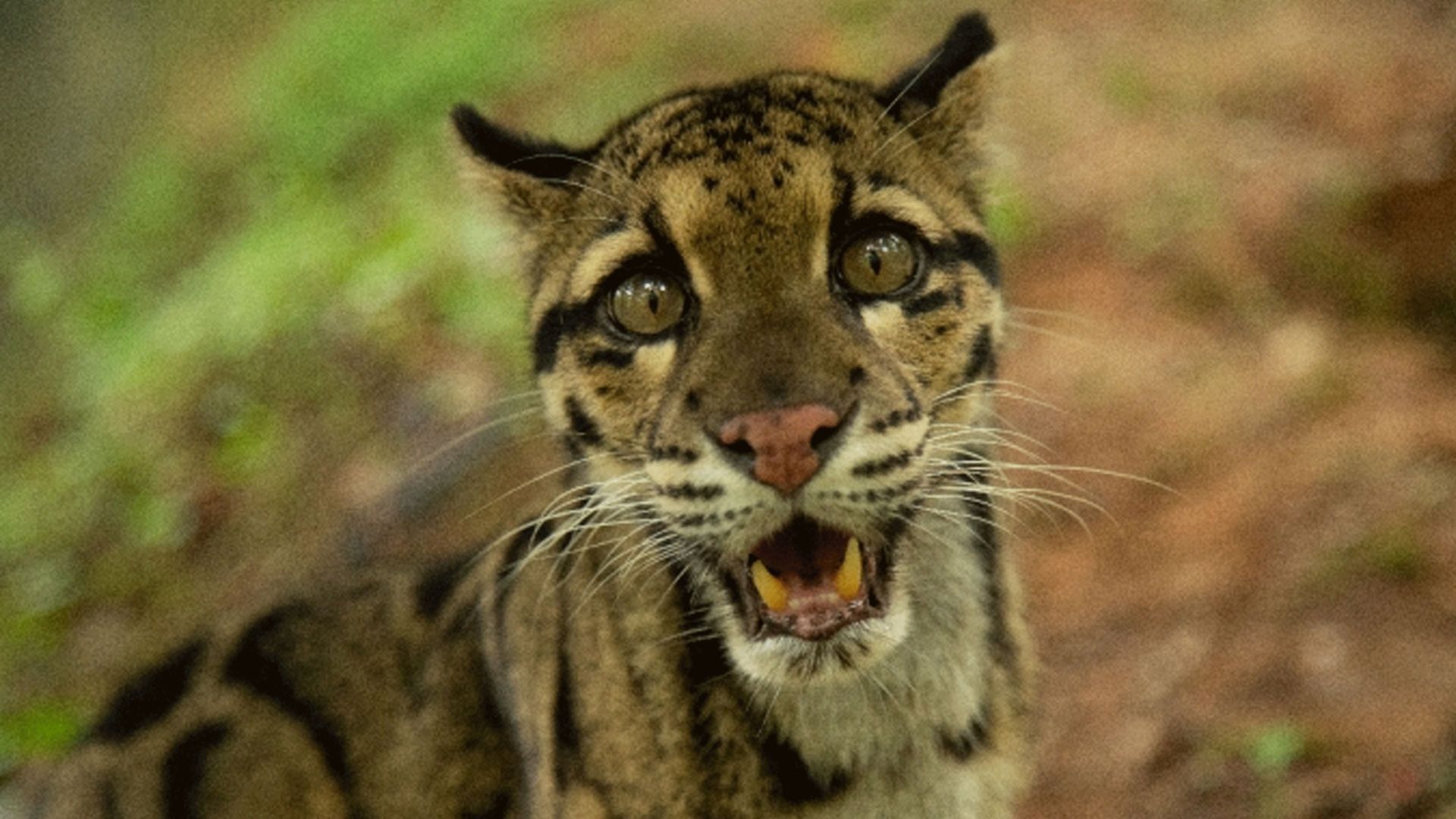 Wild Cats of India background
