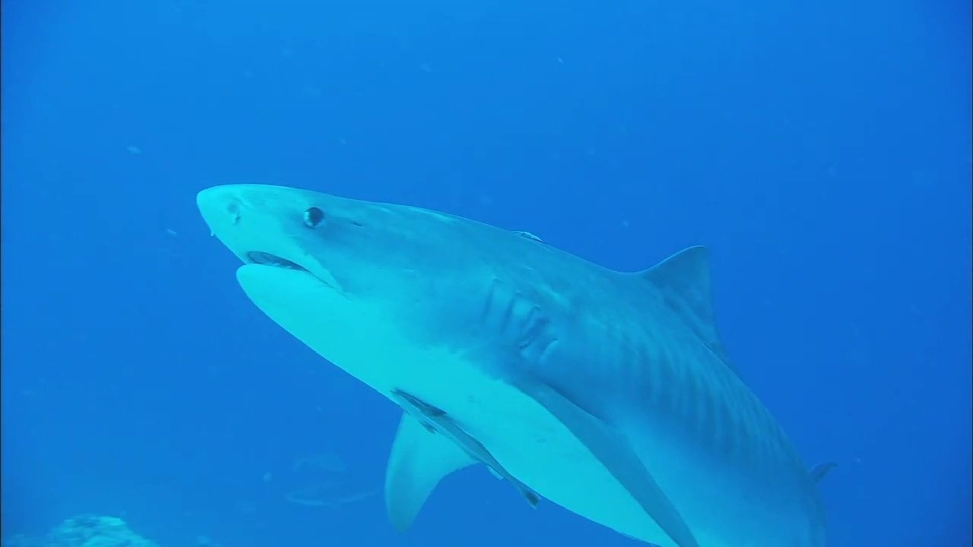 72 Dangerous Animals: Australia background