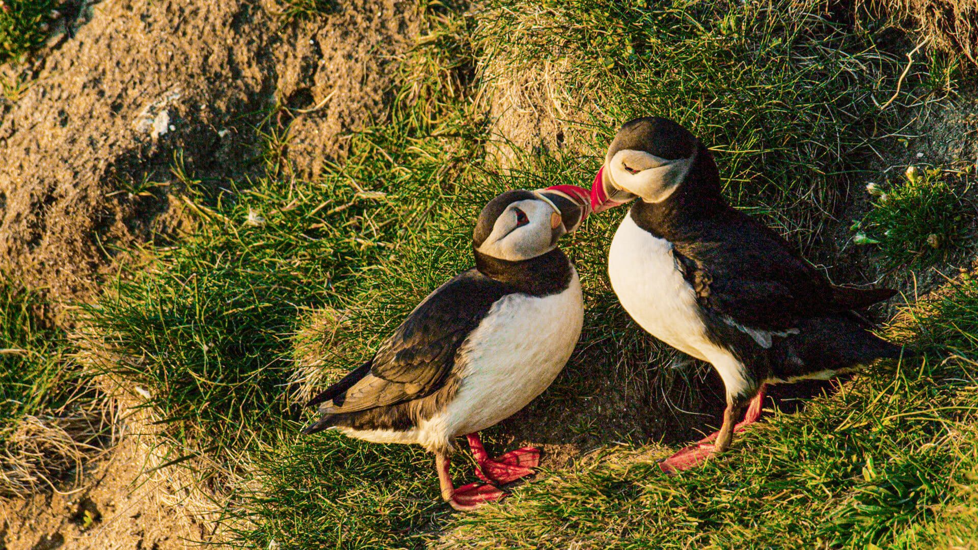 Scotland: A Wild Year background