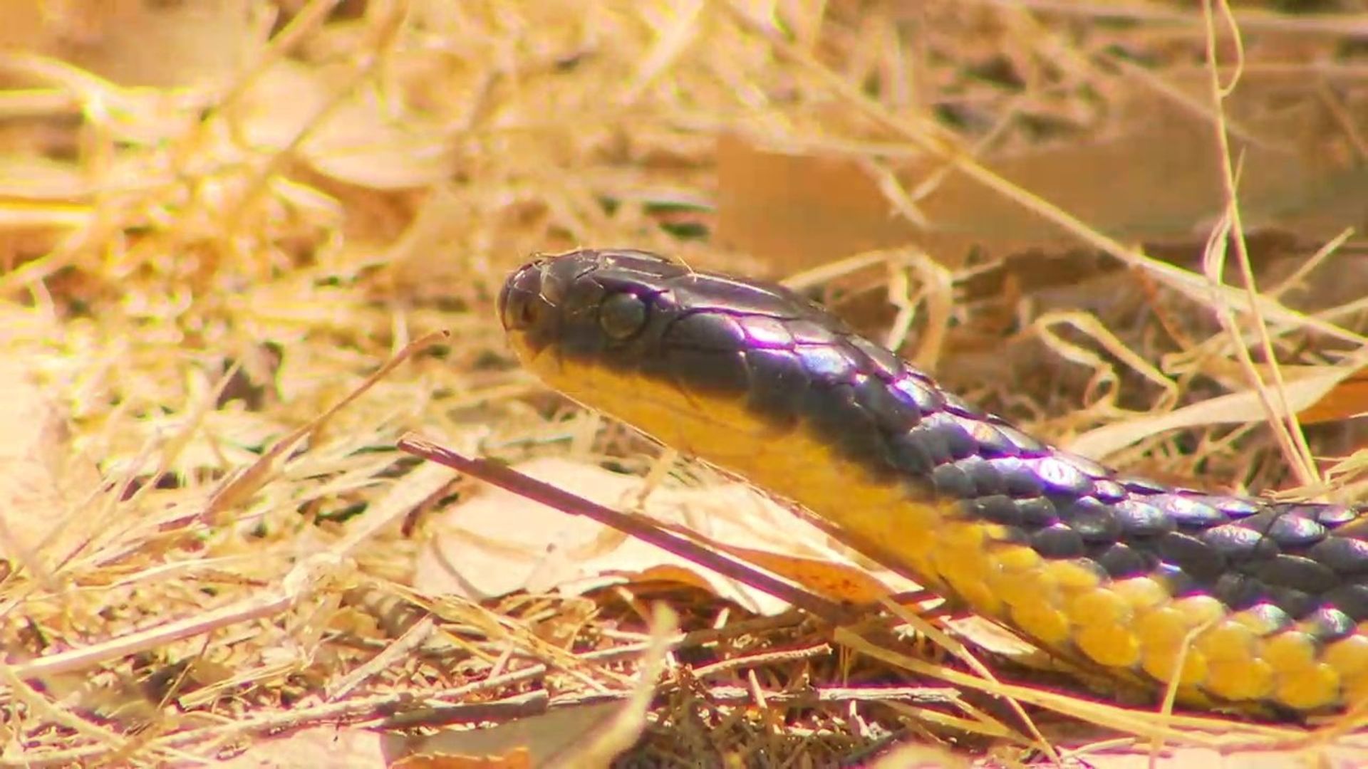 72 Dangerous Animals: Australia background