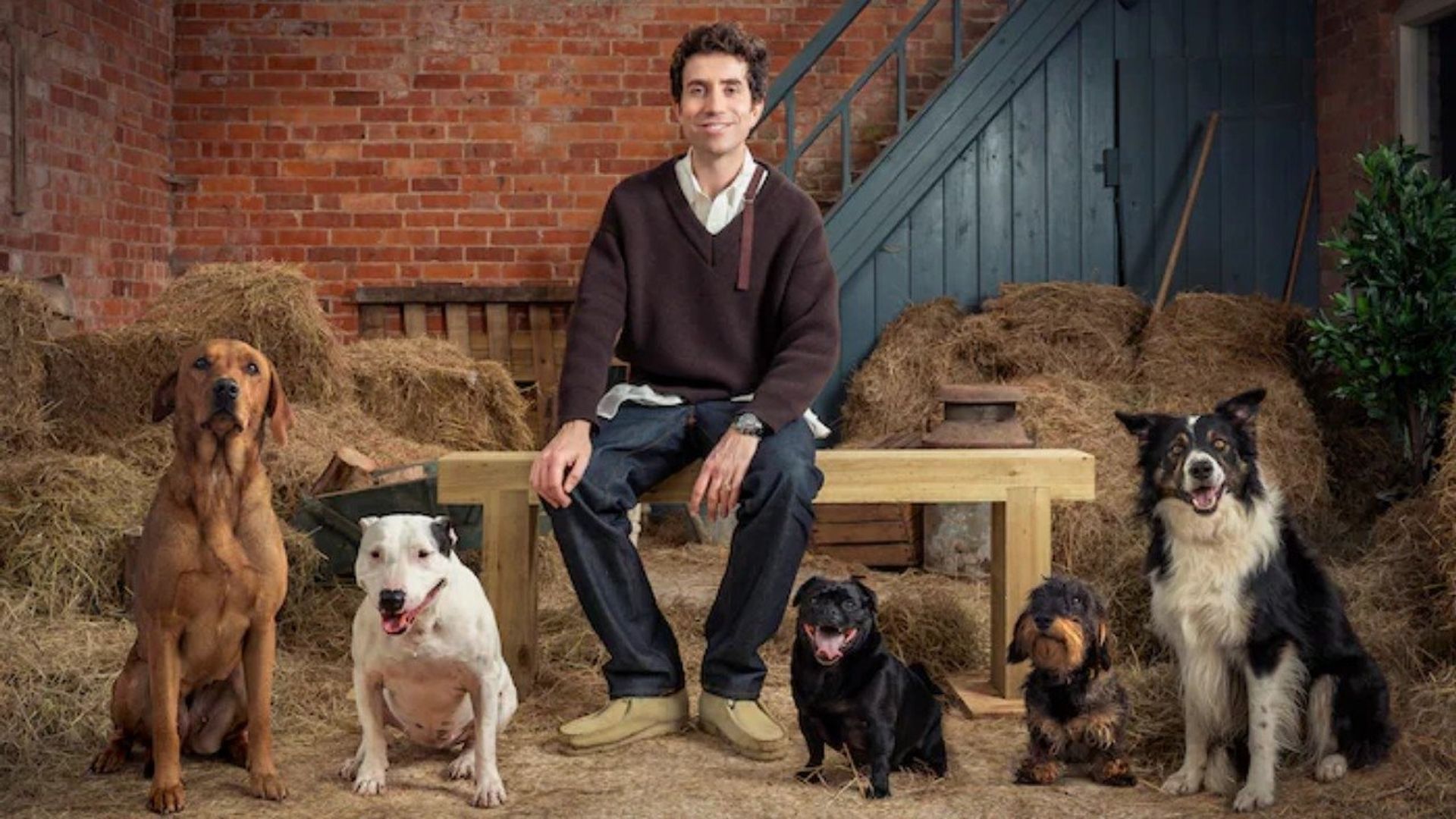The Dog Academy background