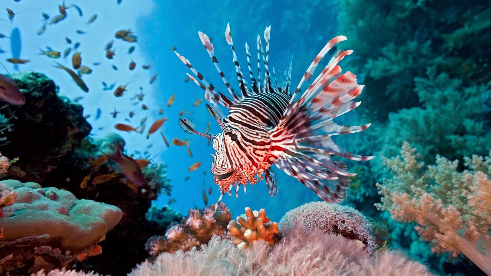 Reef School background