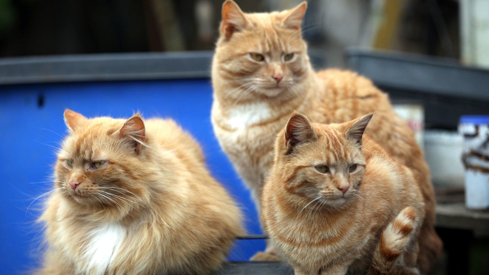 Cat Watch 2014: The New Horizon Experiment background