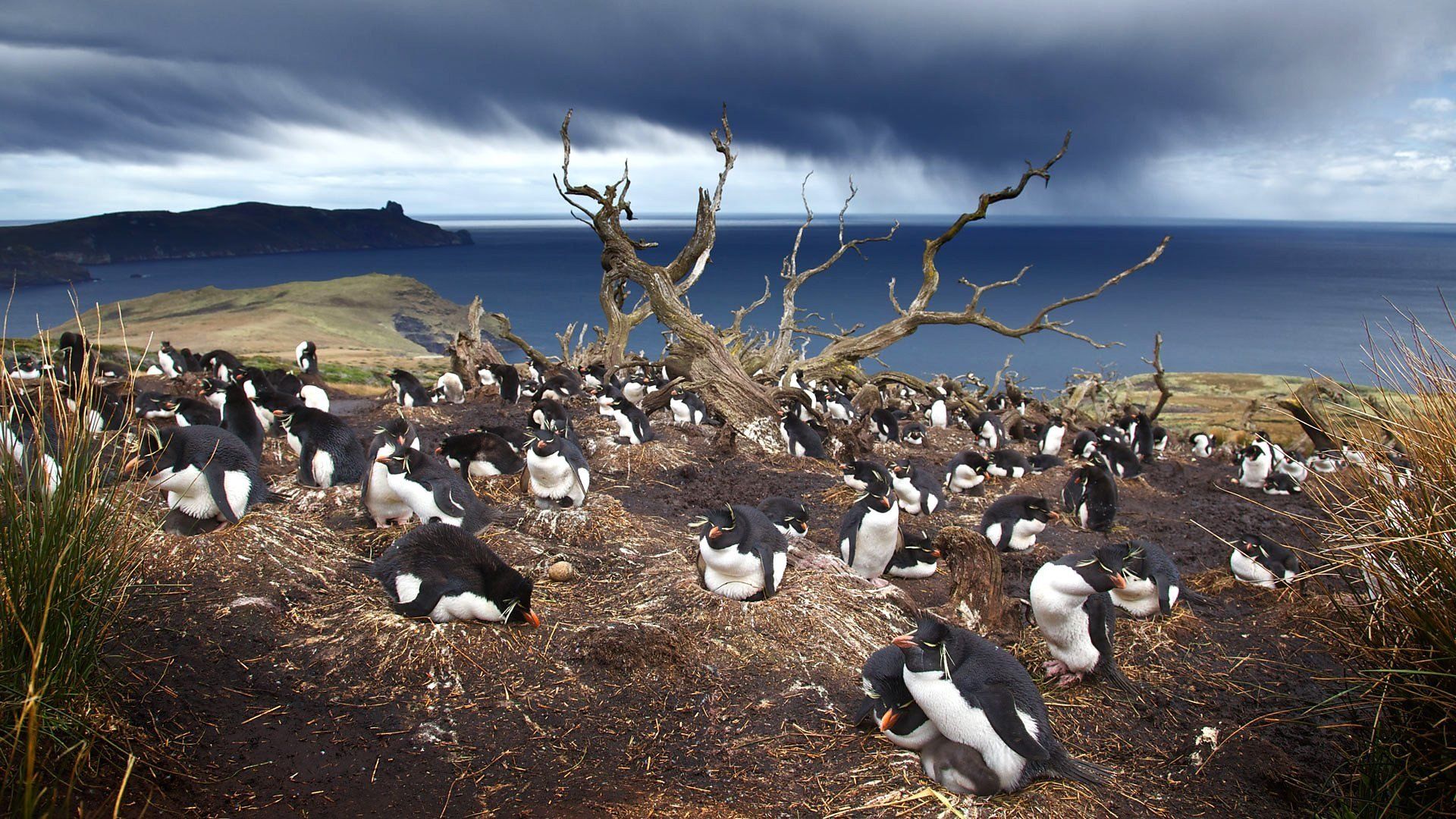 Patagonia: Earth's Secret Paradise background