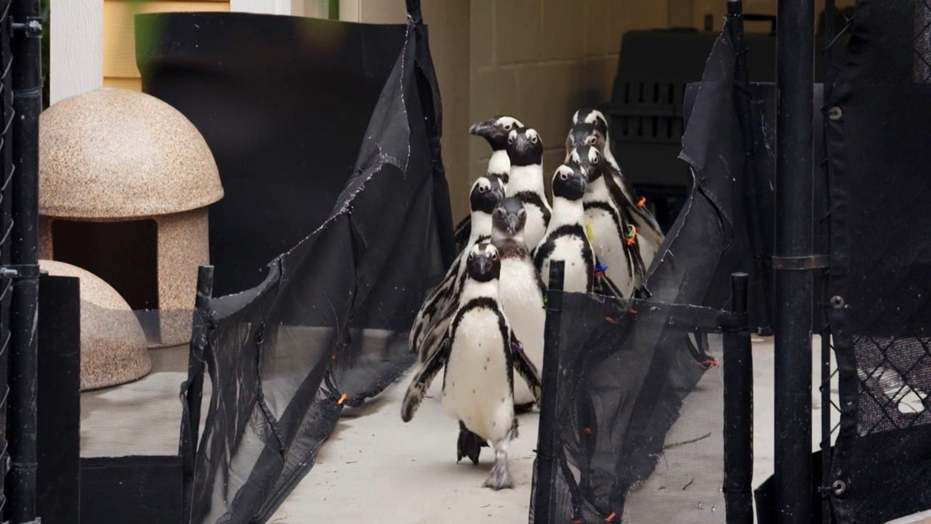 Secrets of the Zoo: Tampa background