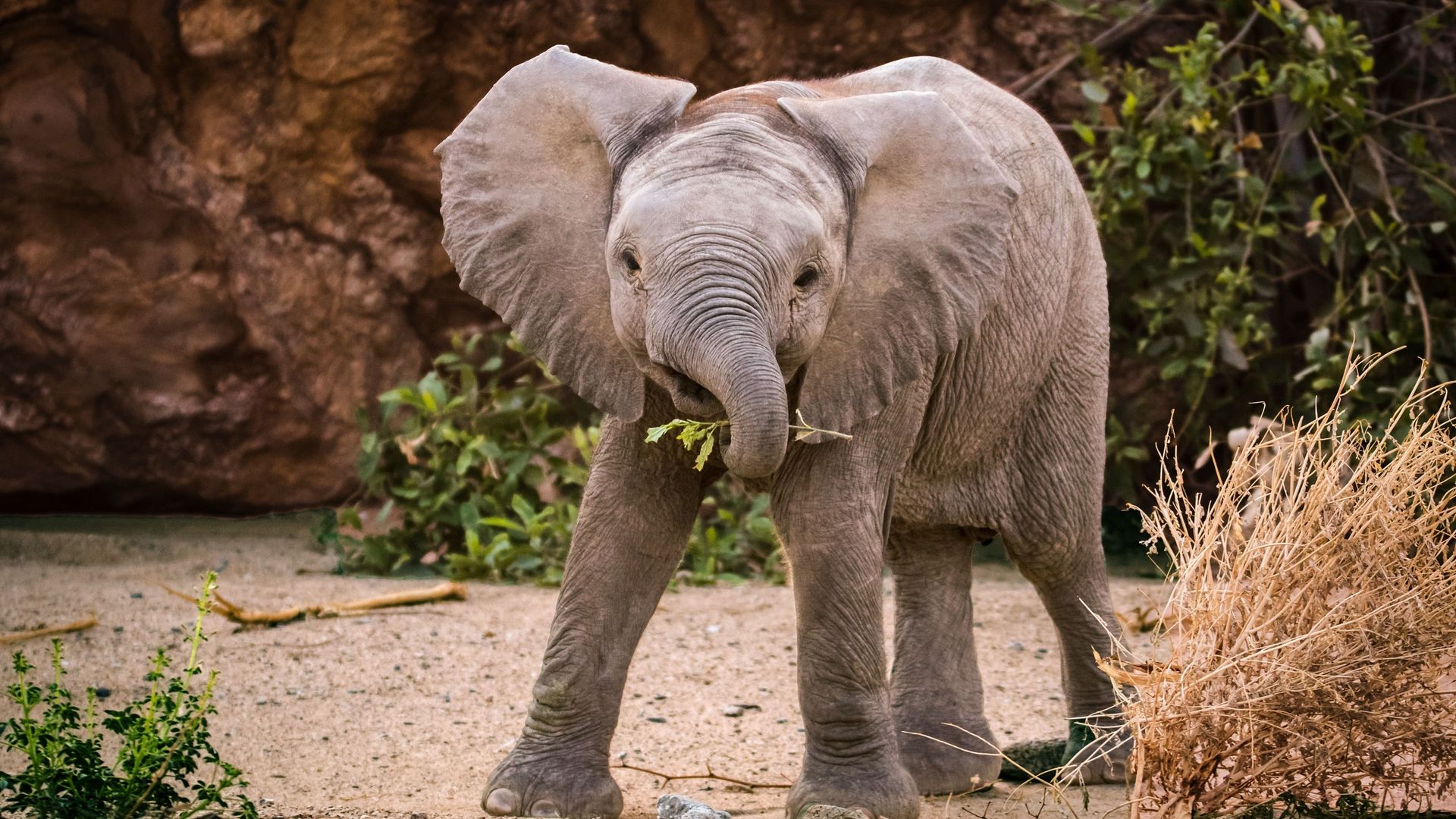 Secrets of the Elephants background