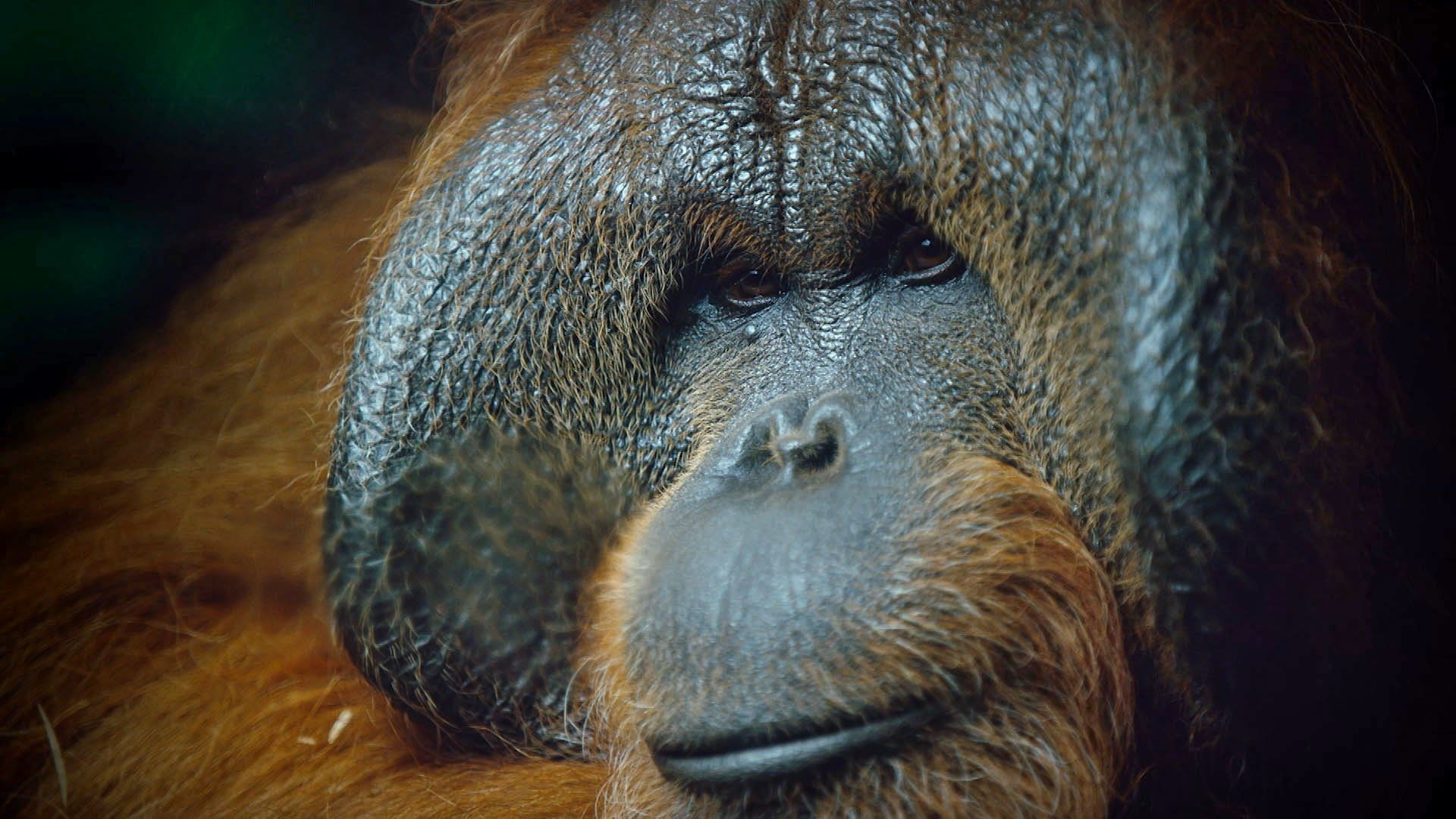 Primates background