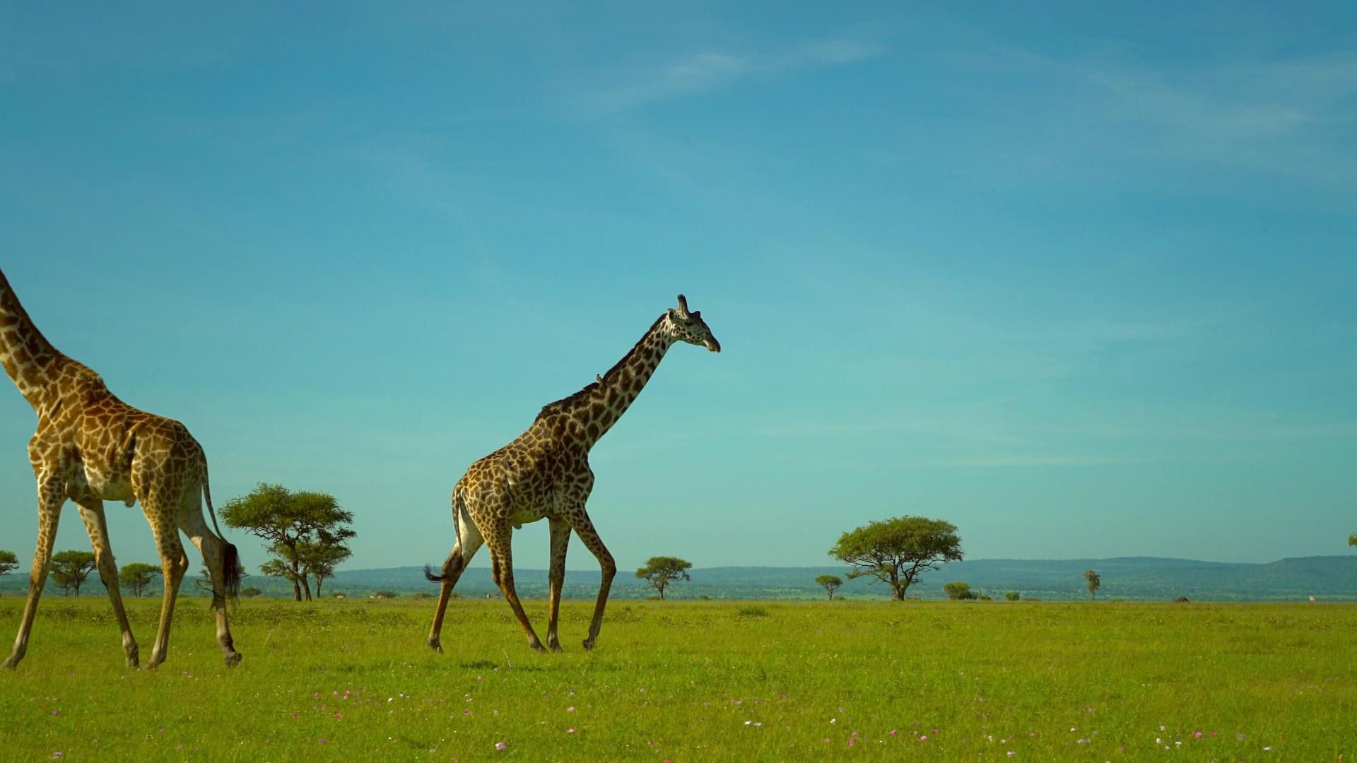 Serengeti background