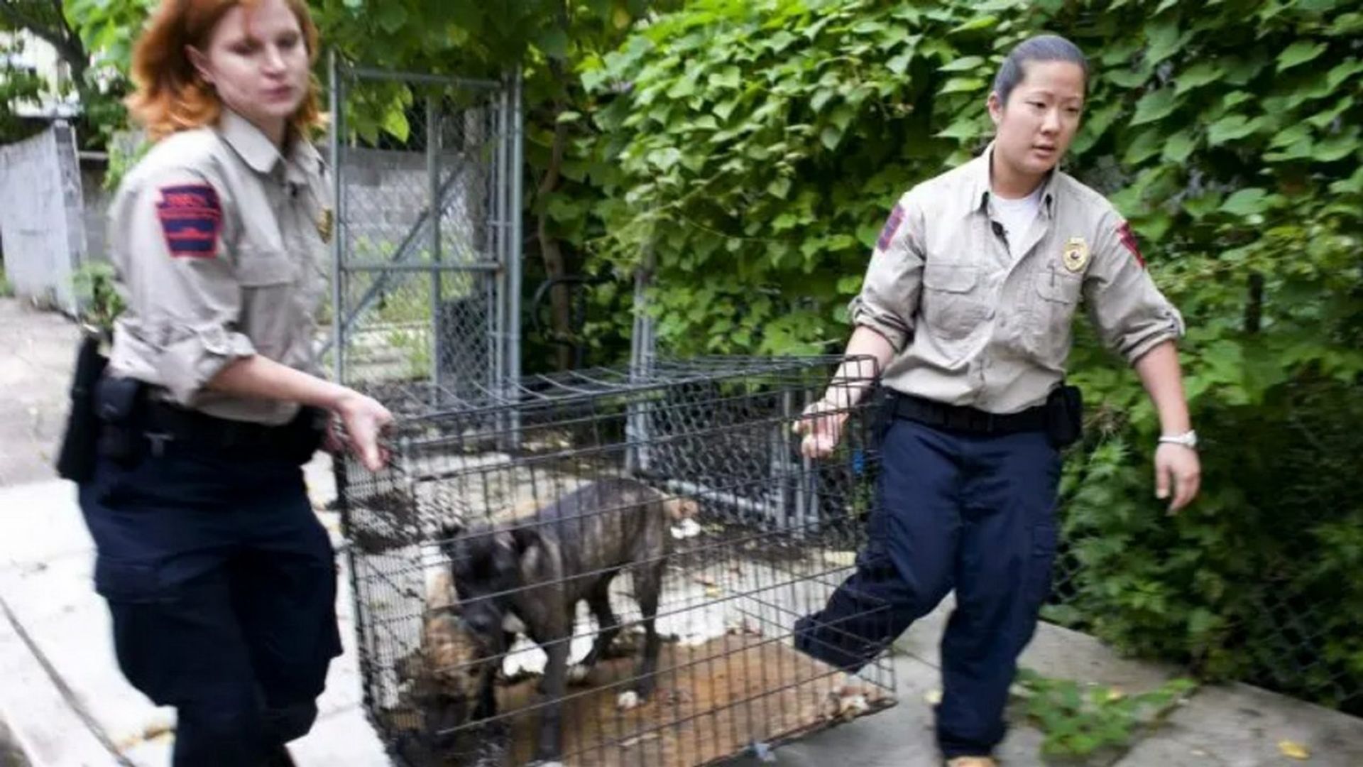 Animal Cops: Philadelphia background