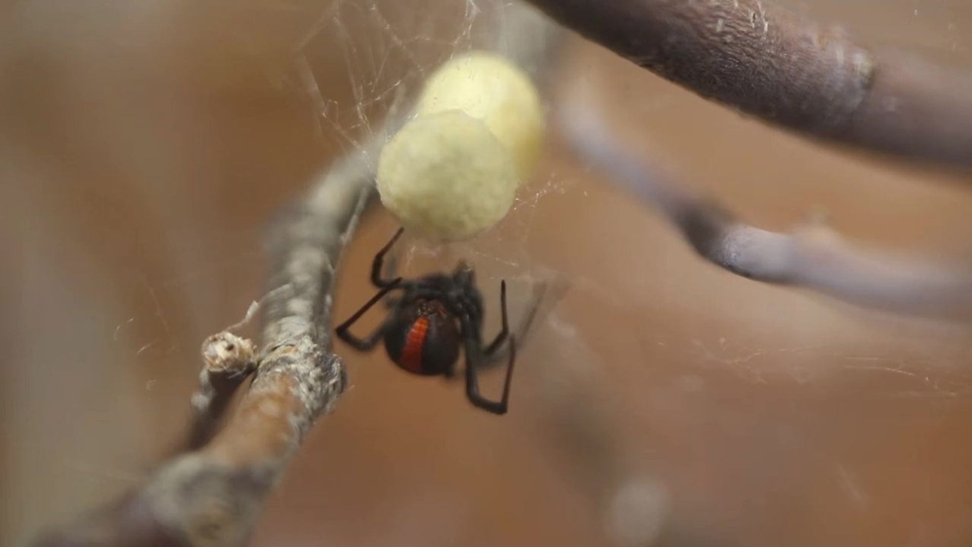 72 Dangerous Animals: Australia background