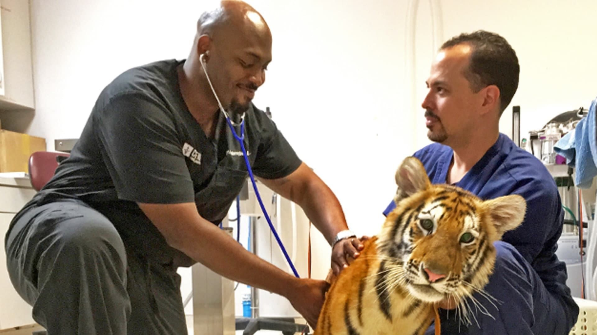 The Vet Life background