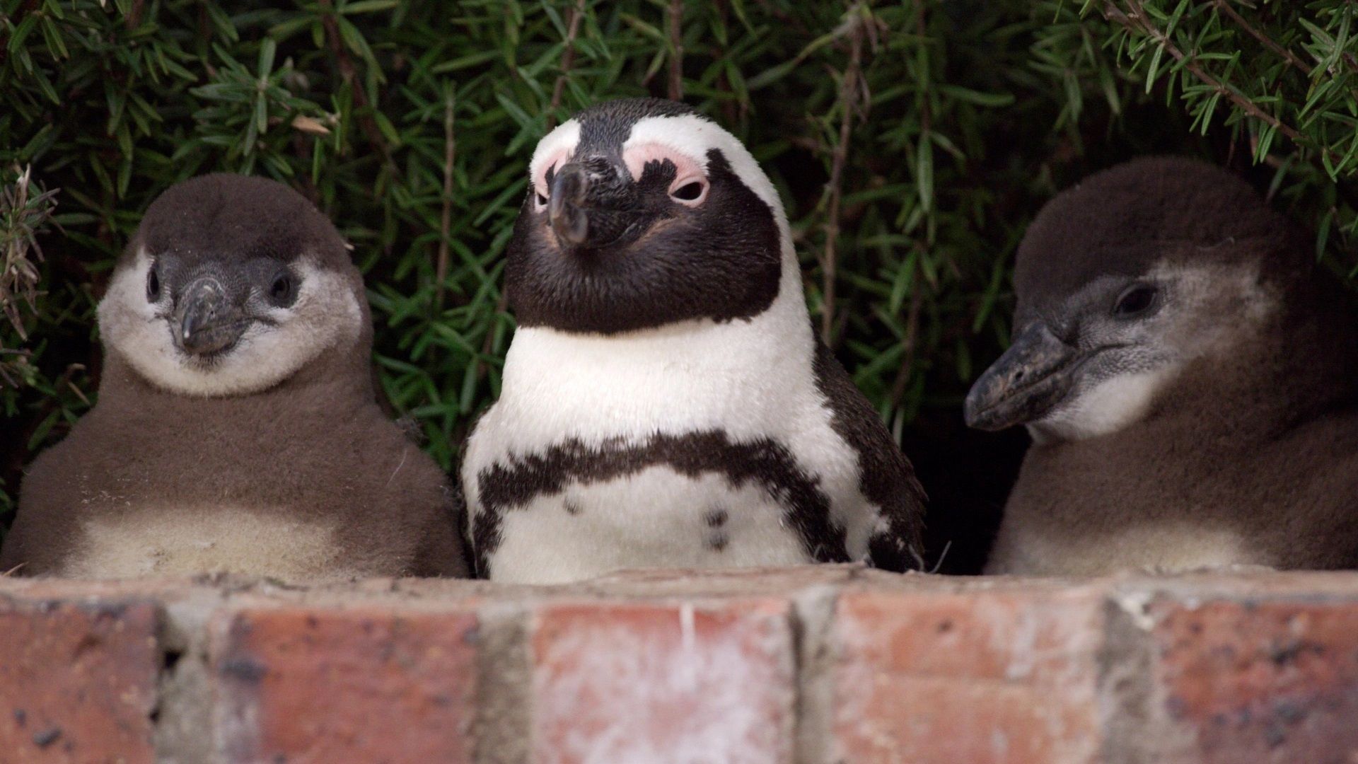 Penguin Town background