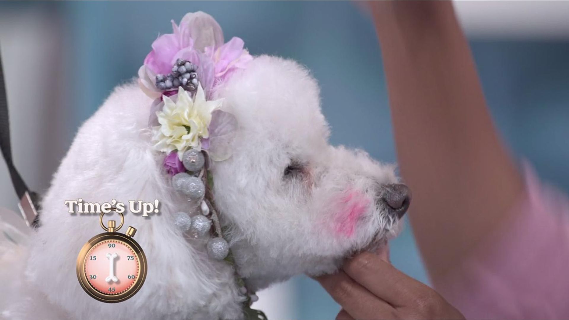 Haute Dog background
