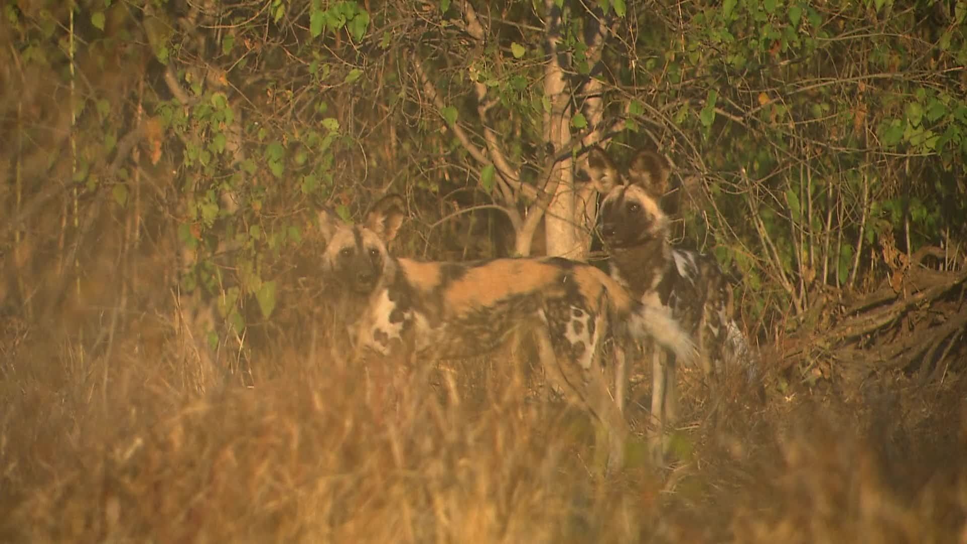 Africa's Deadliest background