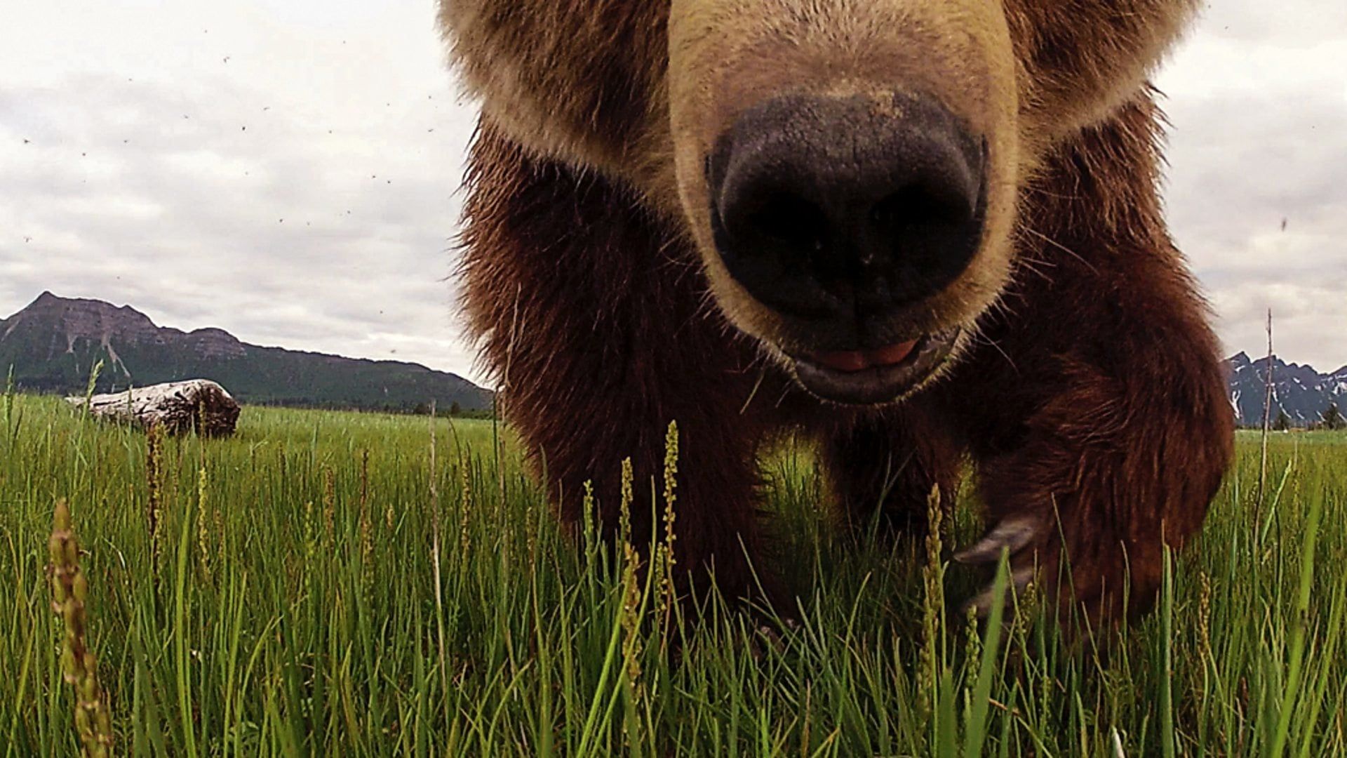 Great Bear Stakeout background